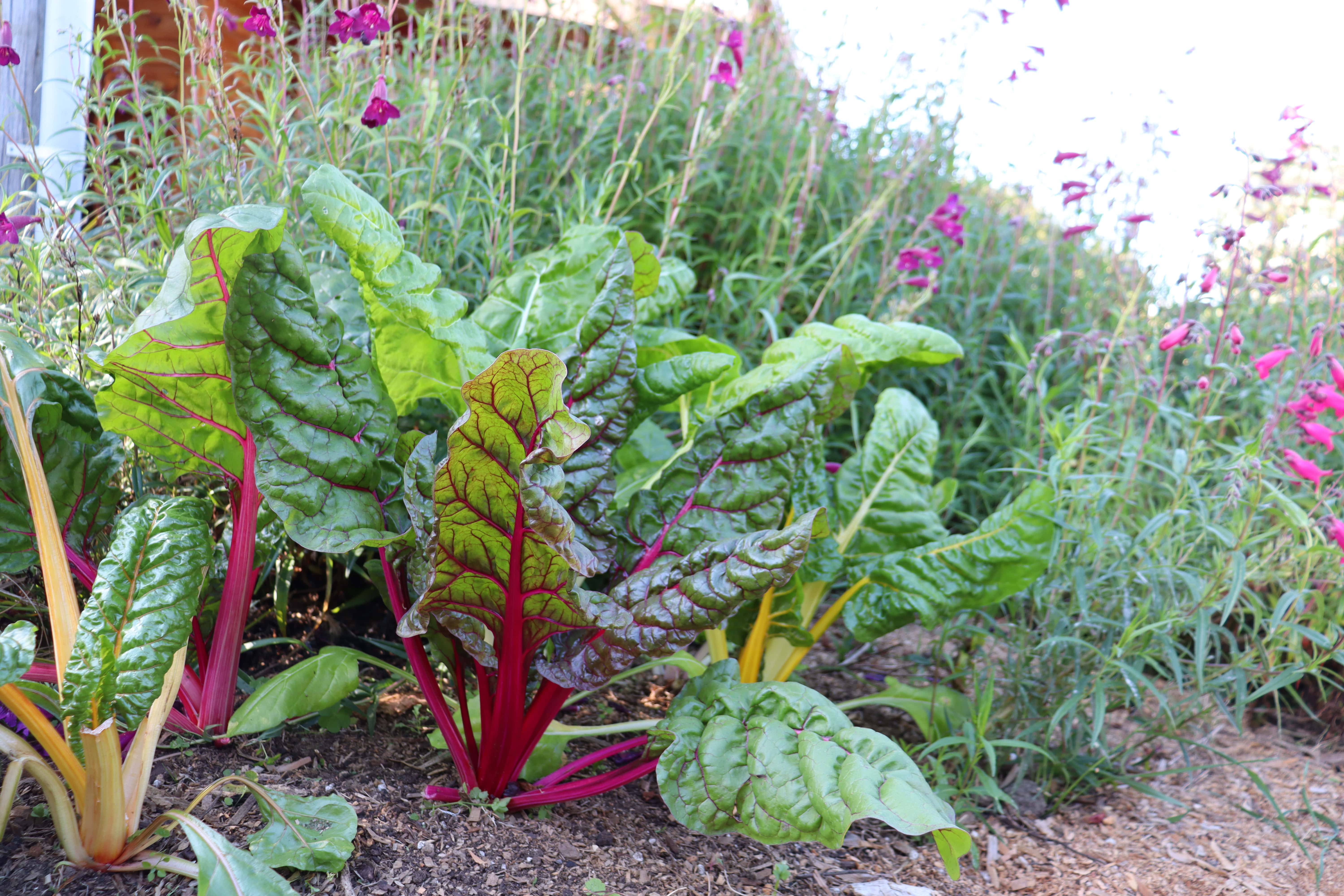 Chard seedlings for winter greens planted in the flower garden