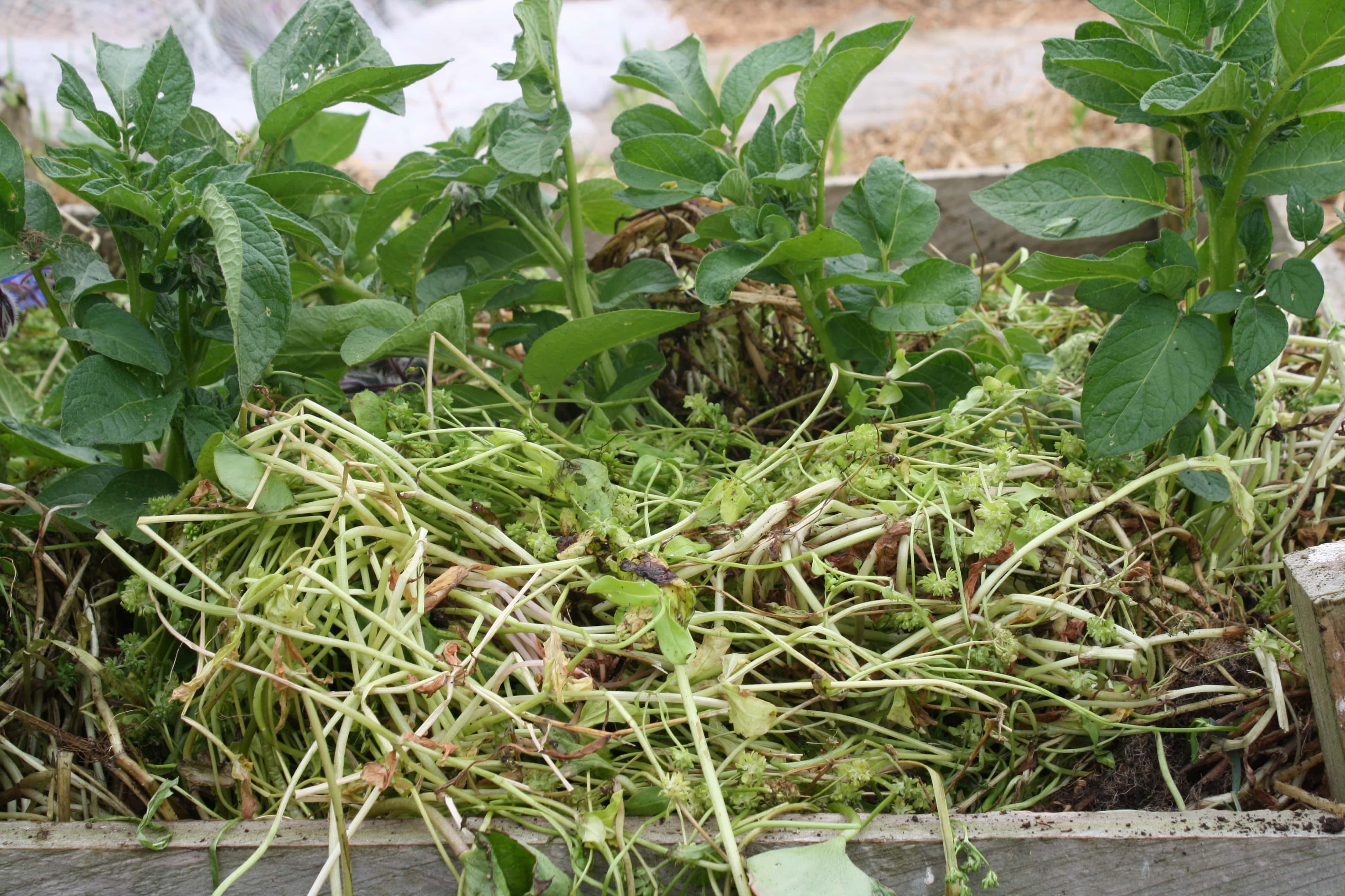 potatoes growing in a pile of weeds and hay