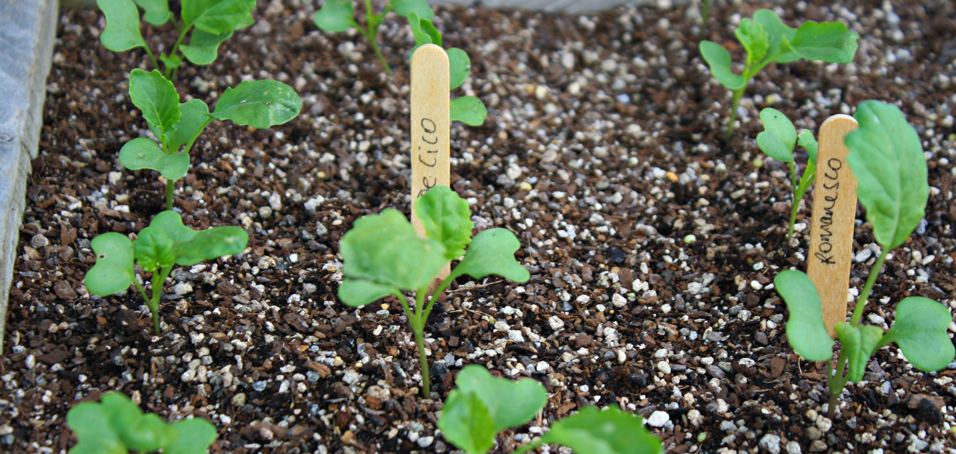 pricked on seedlings