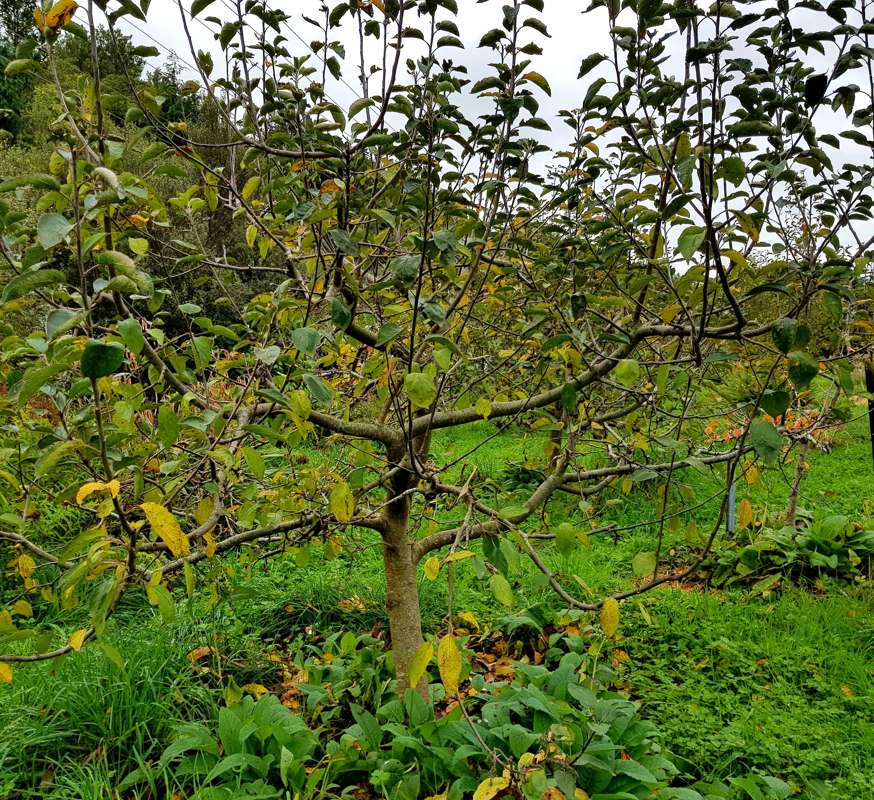 Prune for a balanced shape ediblebackyard nz