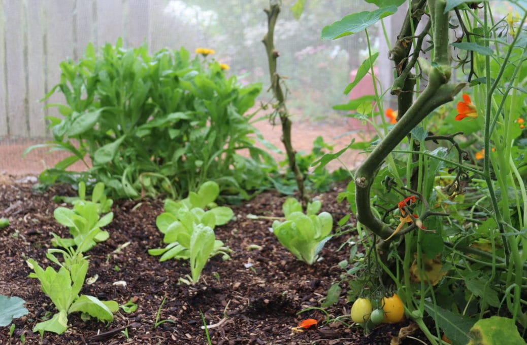 Lettuce seedlings planted beneath pruned tomatoes in the the greenhouse