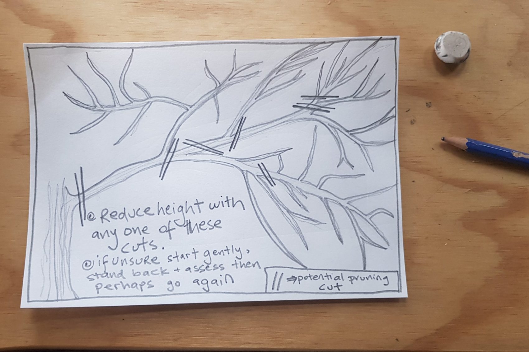 a sketch showing potential sites for where to prune a branch for height management