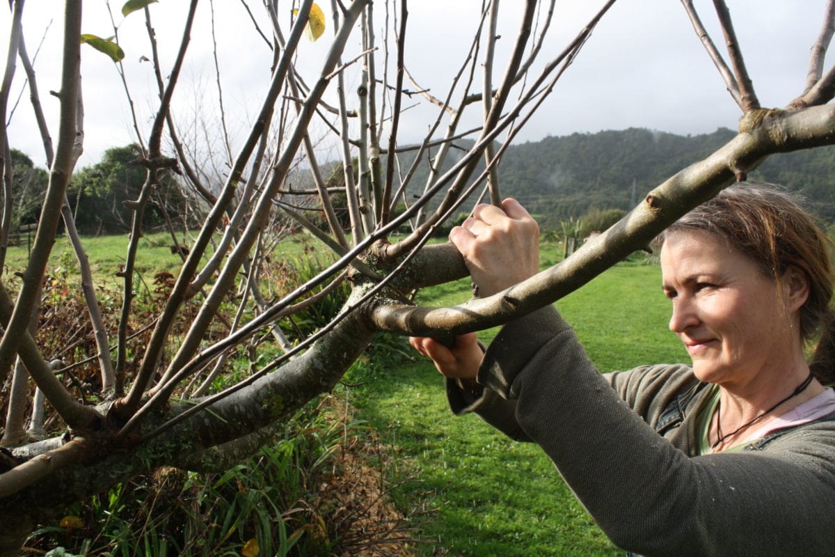pruning out the clutter in Hetlina apple tree ediblebackyard nz