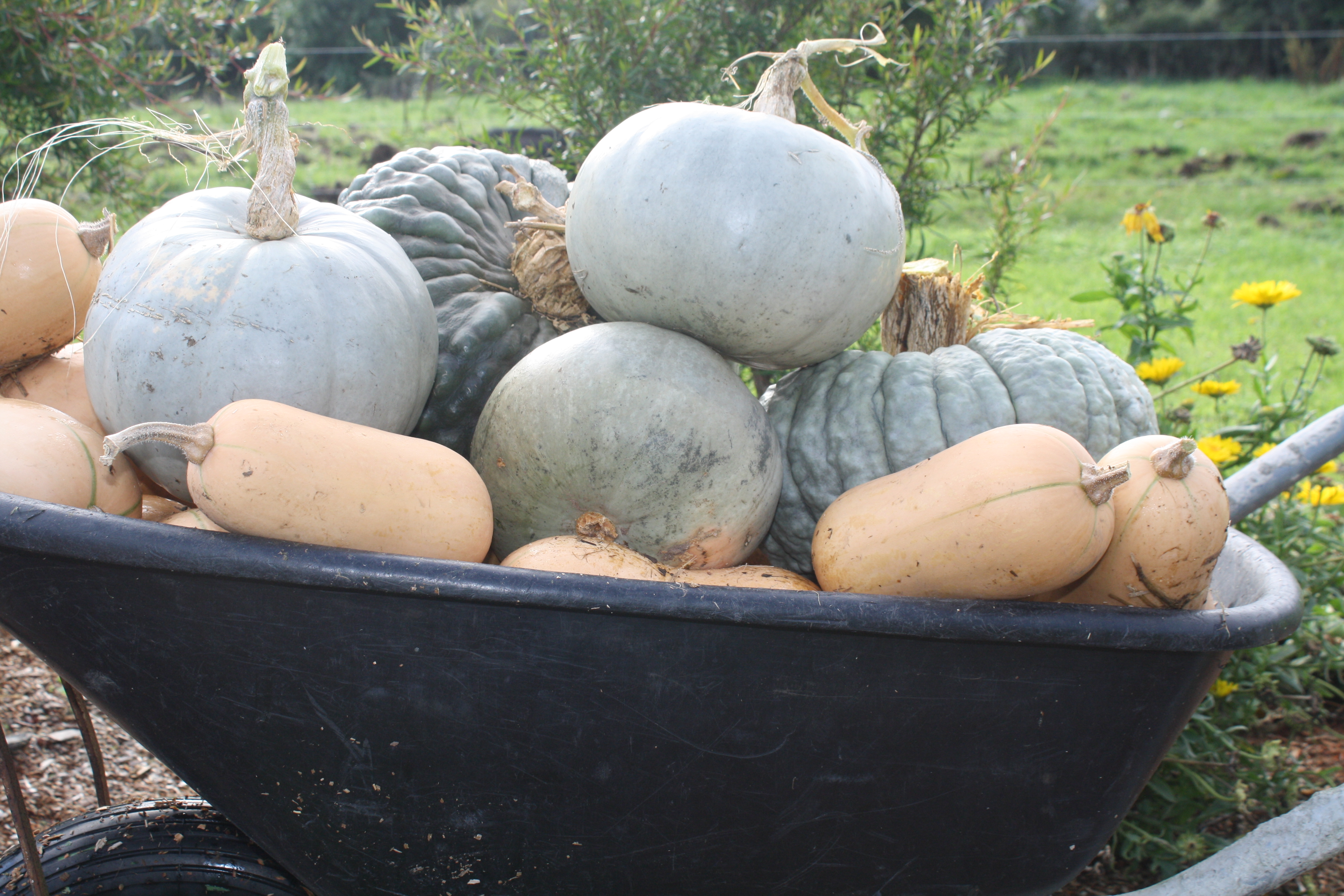 pumpkin harvest