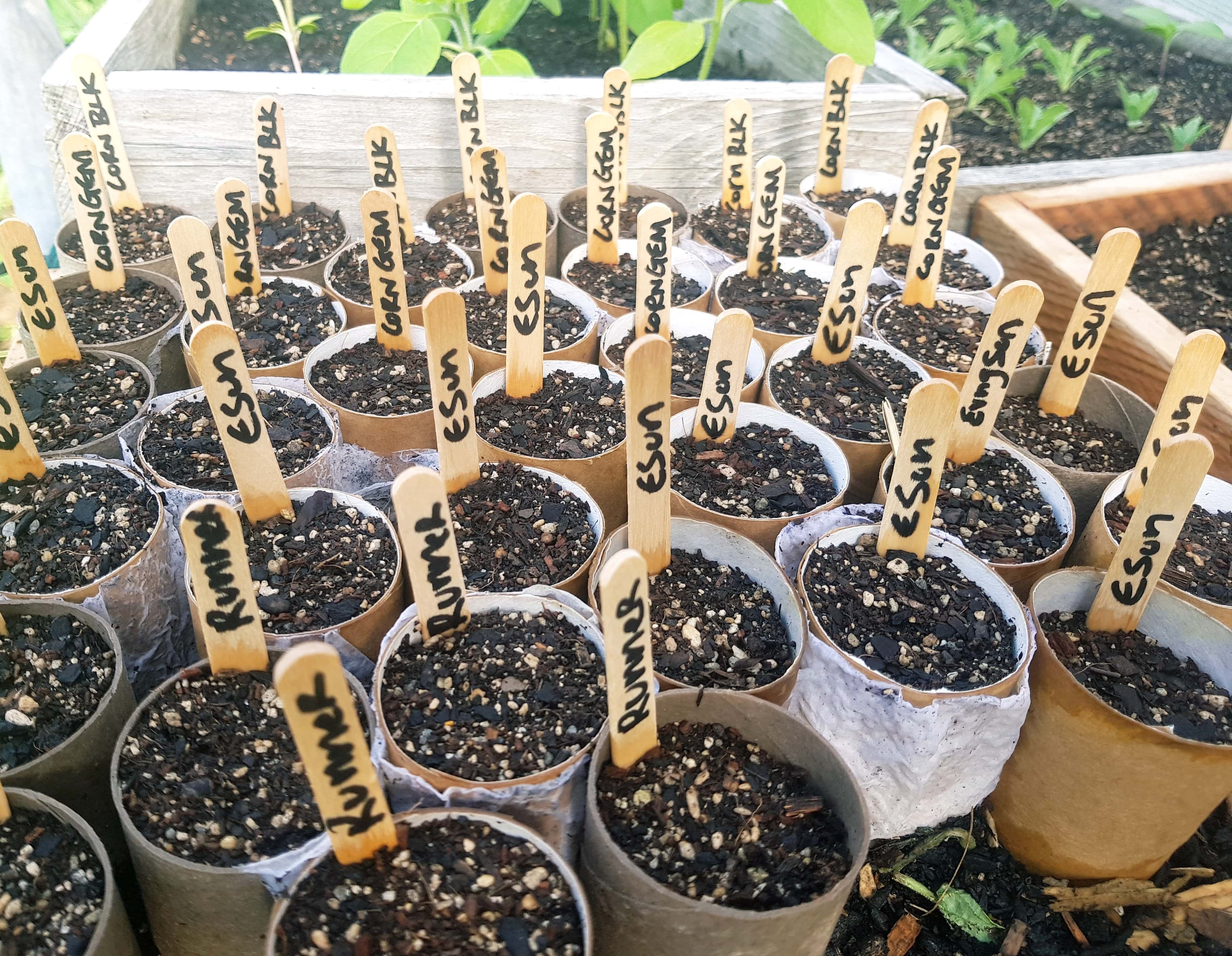 Raising seedlings in toliet rolls ediblebackyard nz