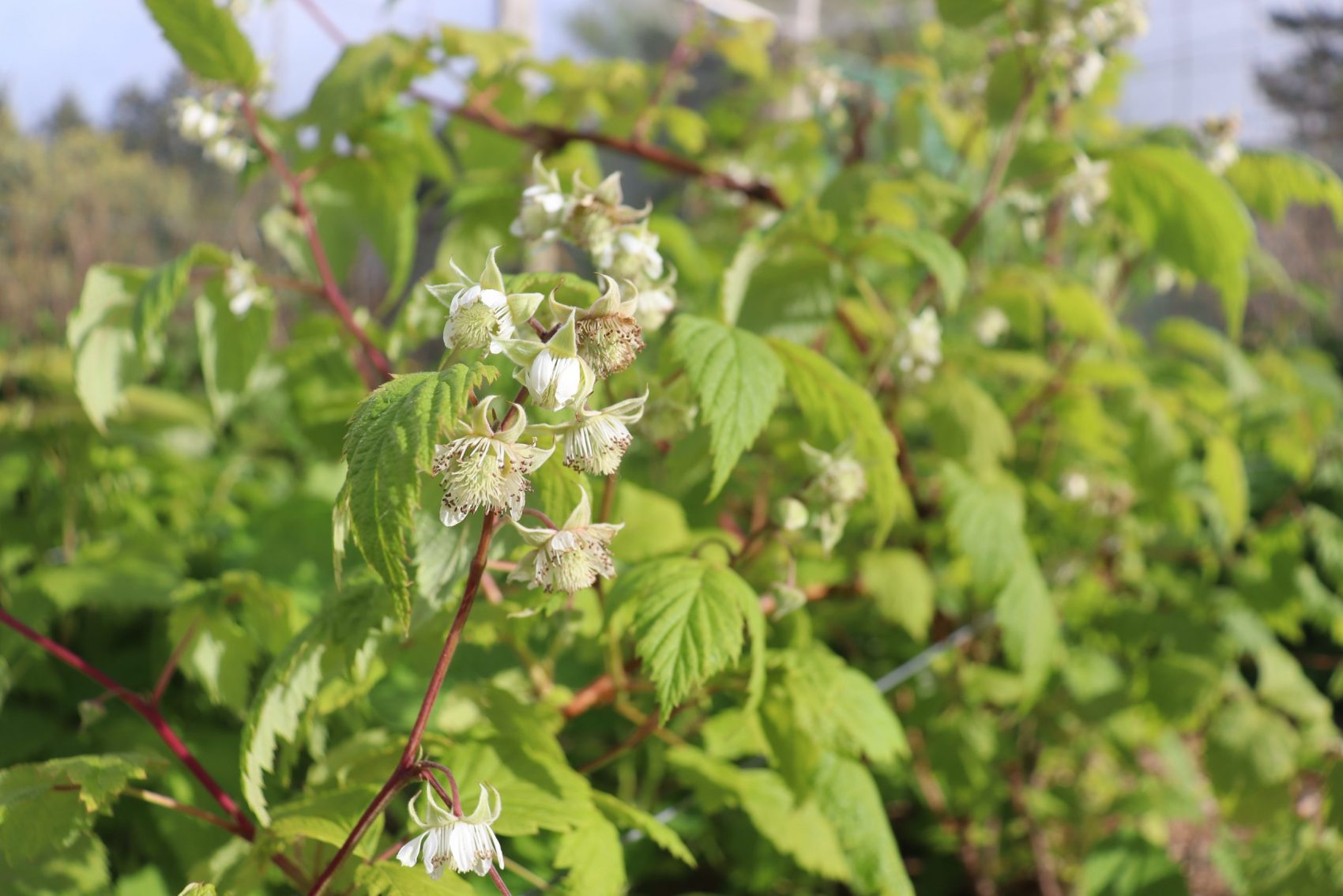 raspberry flowers and young fruits forming
