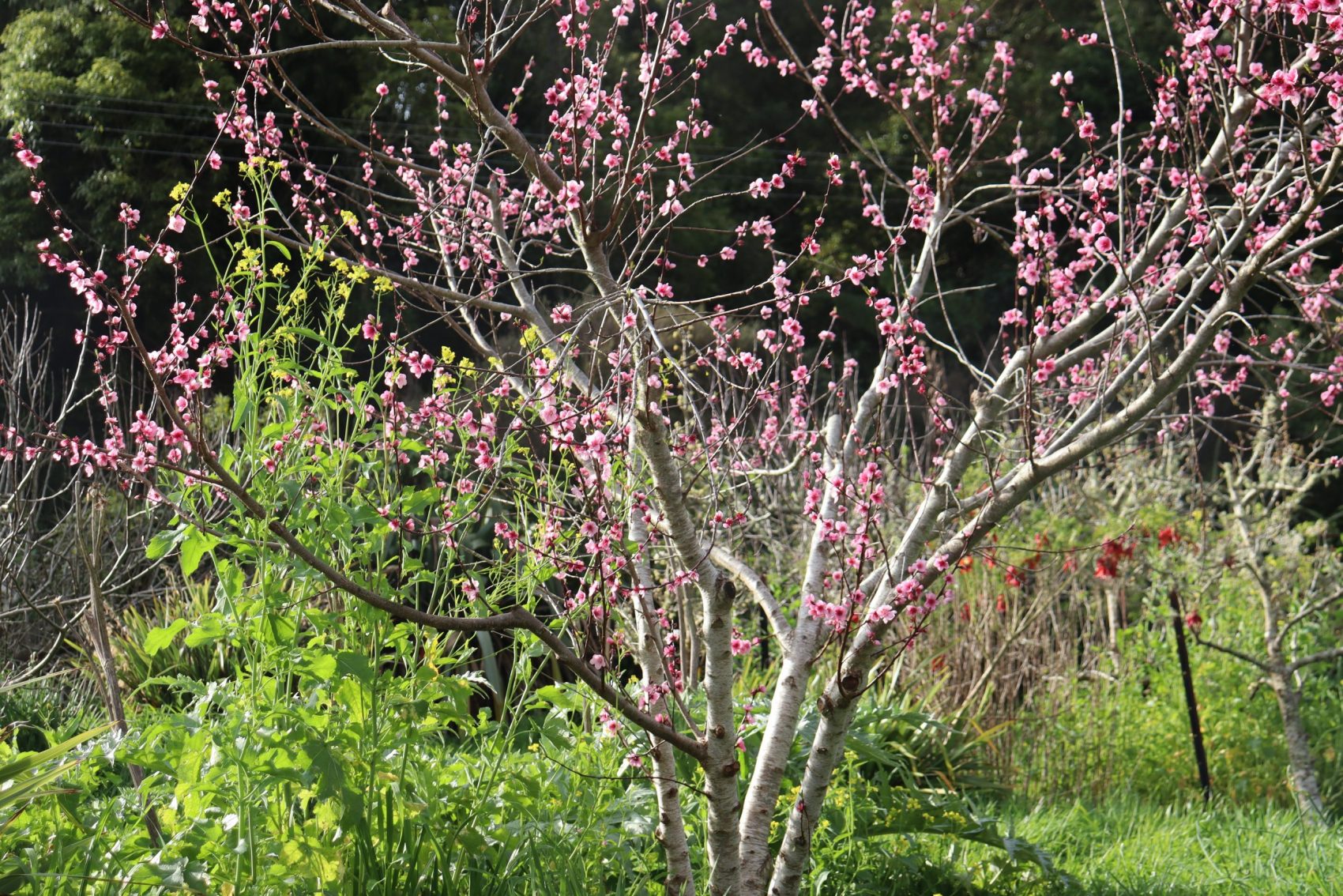 September Fruit Tree To-do List
