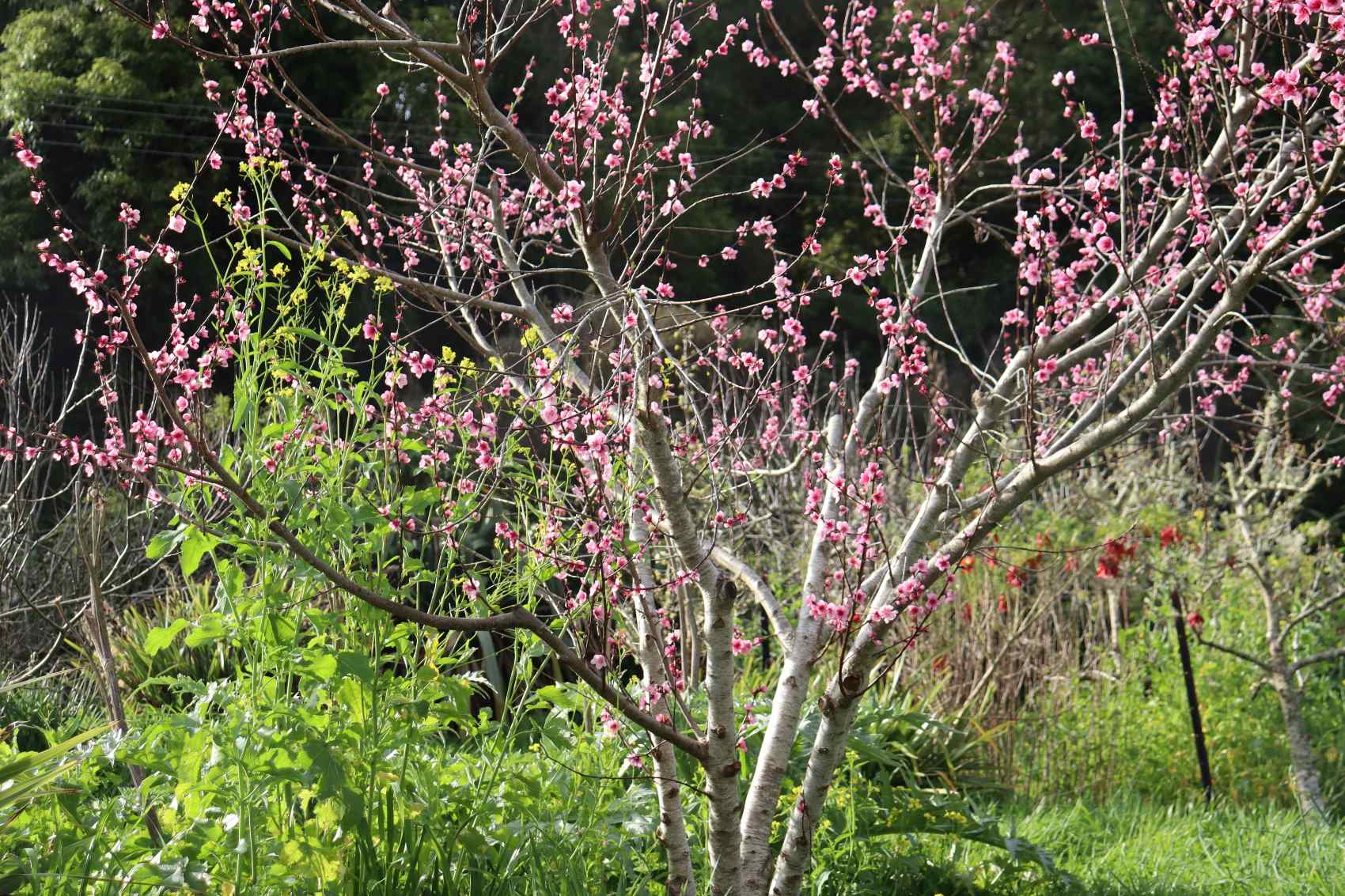 River peach in blossom
