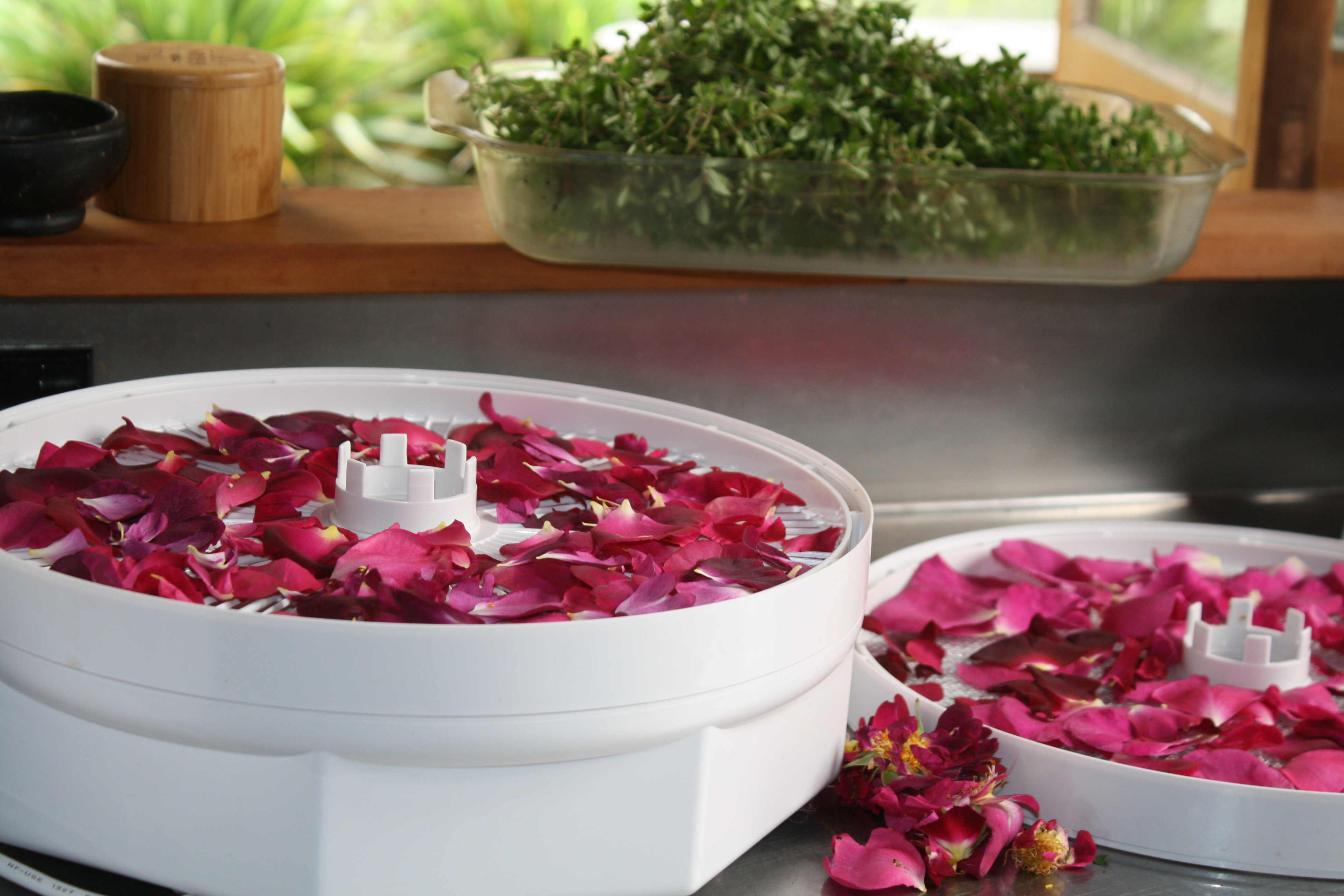 drying rose petals in the dehydrator