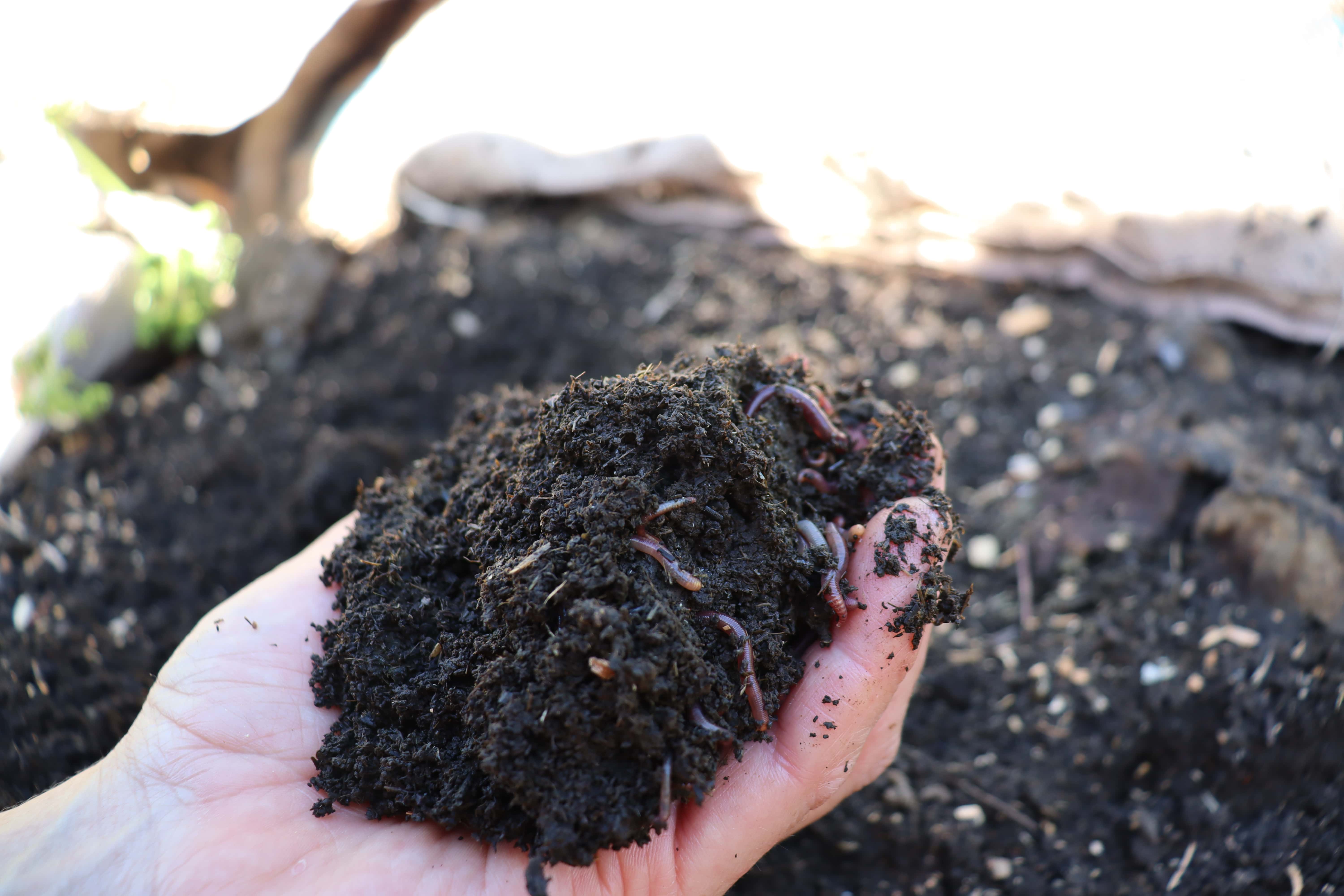 rotten manure full of worms