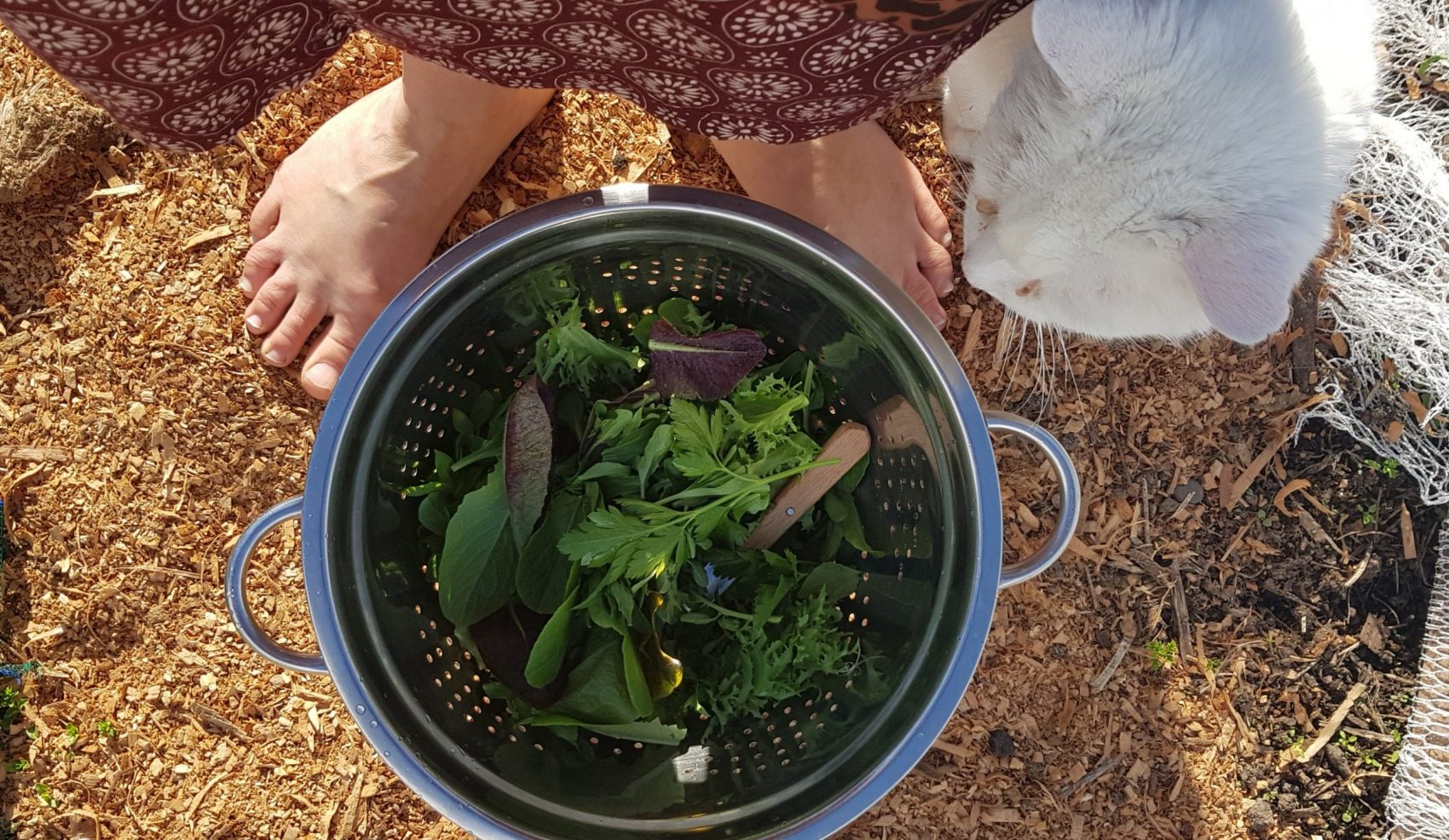 July In The Vegie Patch + Chooks In The Greenhouse