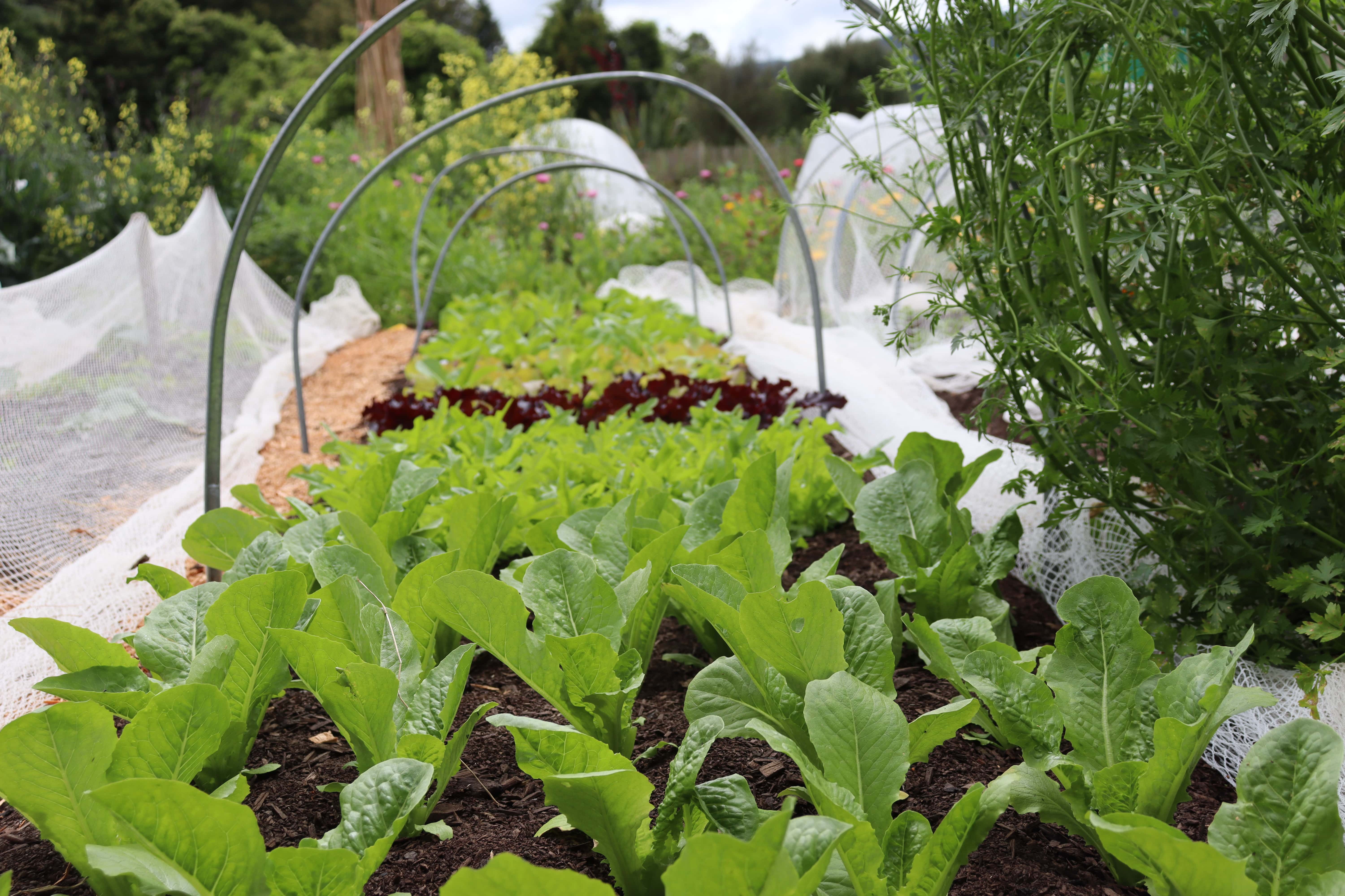 bed of spring salads at edible backyard