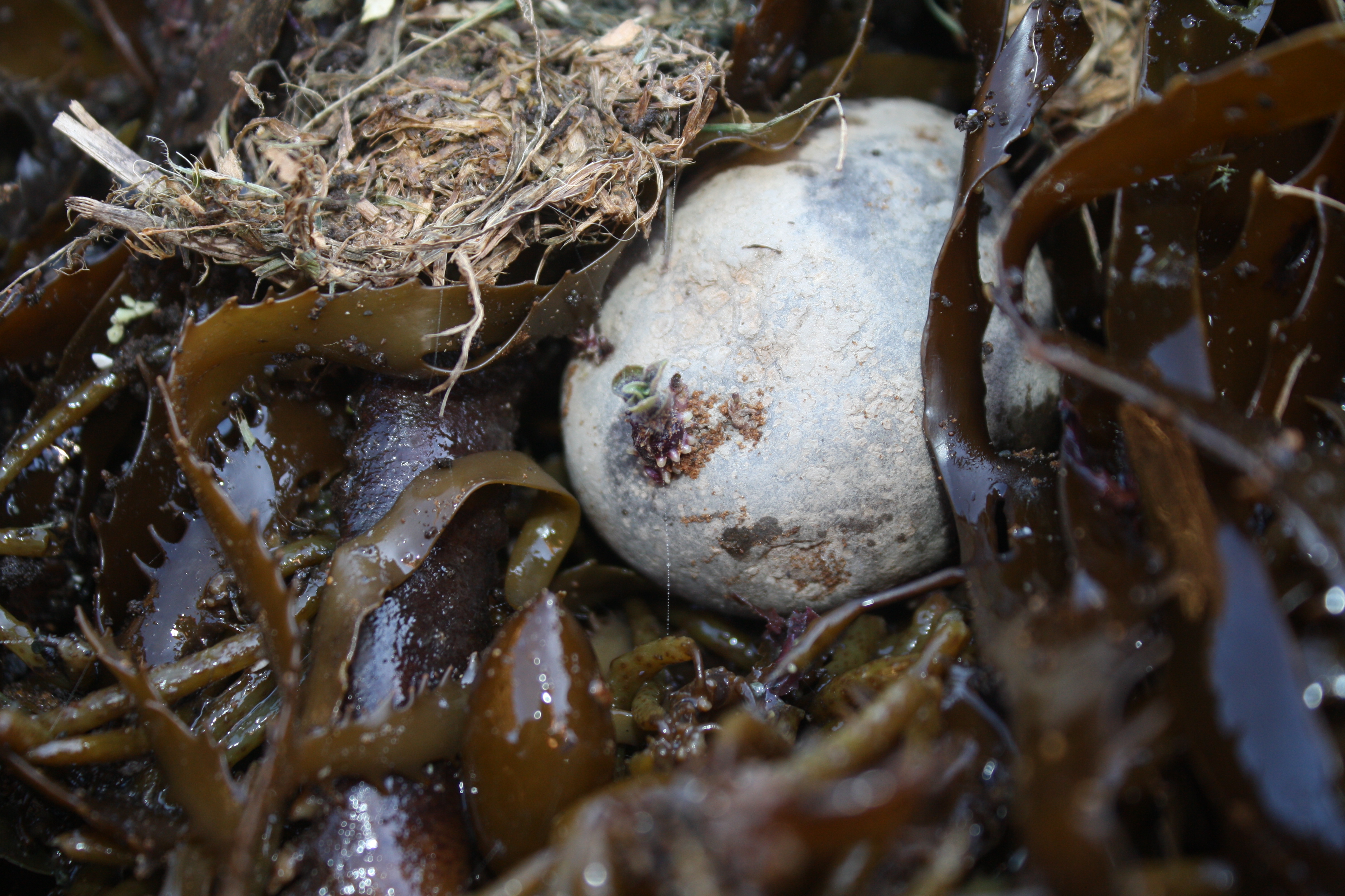 seaweed beneath seed potatoes