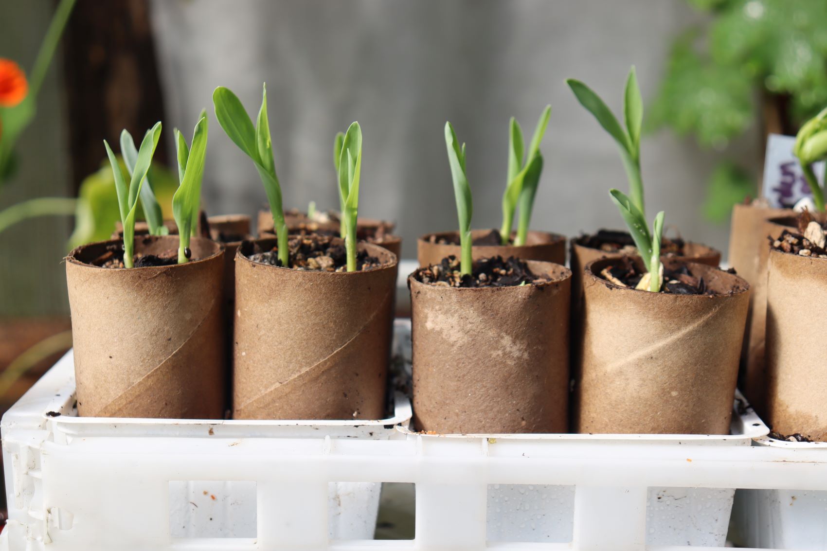 corn seedlings grown in recycled toliet rolls