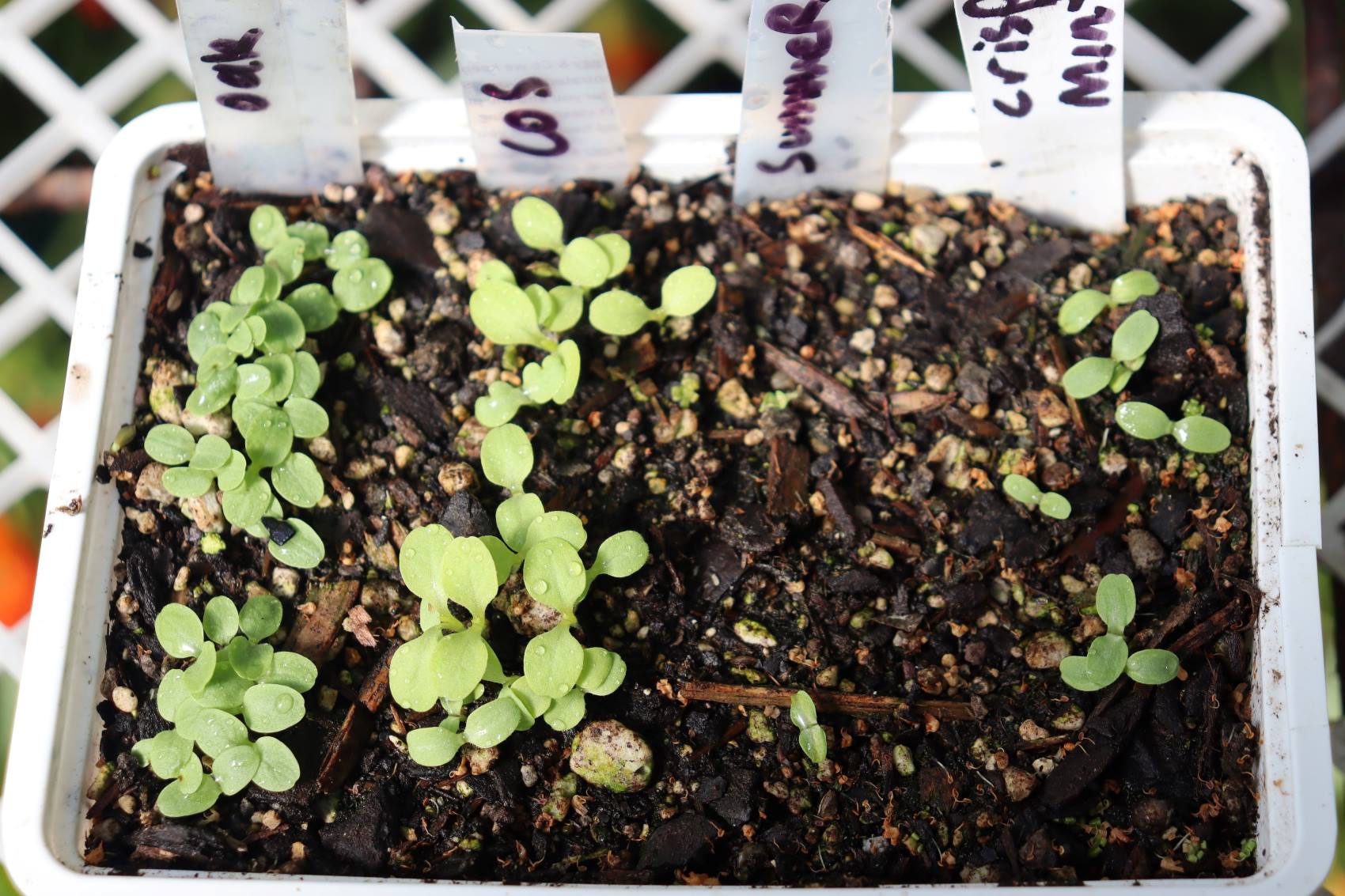 salad seedlings in a tray. the last two rows have patchy germination because of old seed
