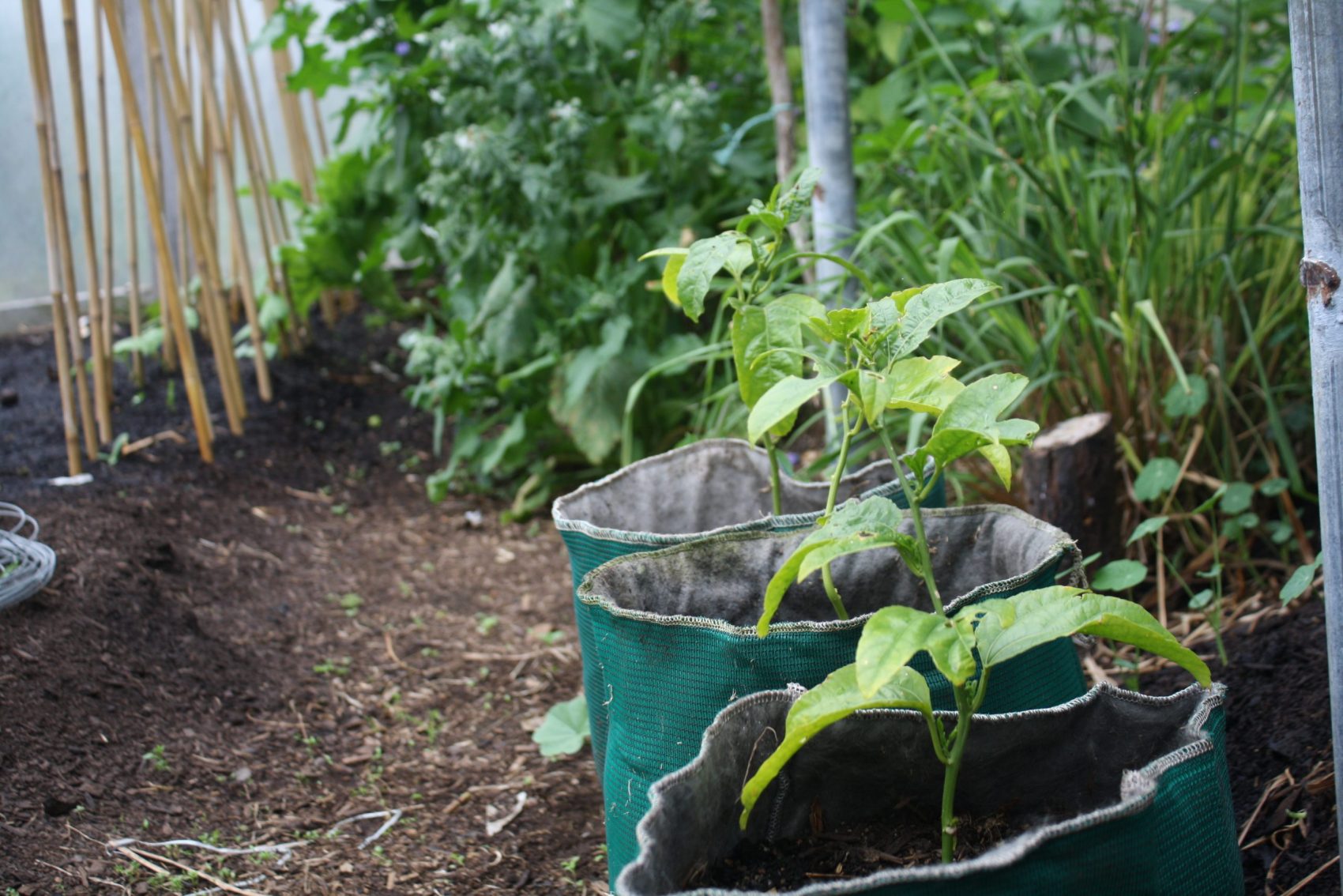 passionfruits grown from seed, ready to plant out