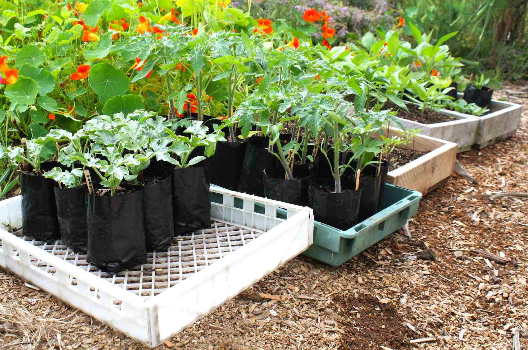 Tomato and melon seedlings ready for planting
