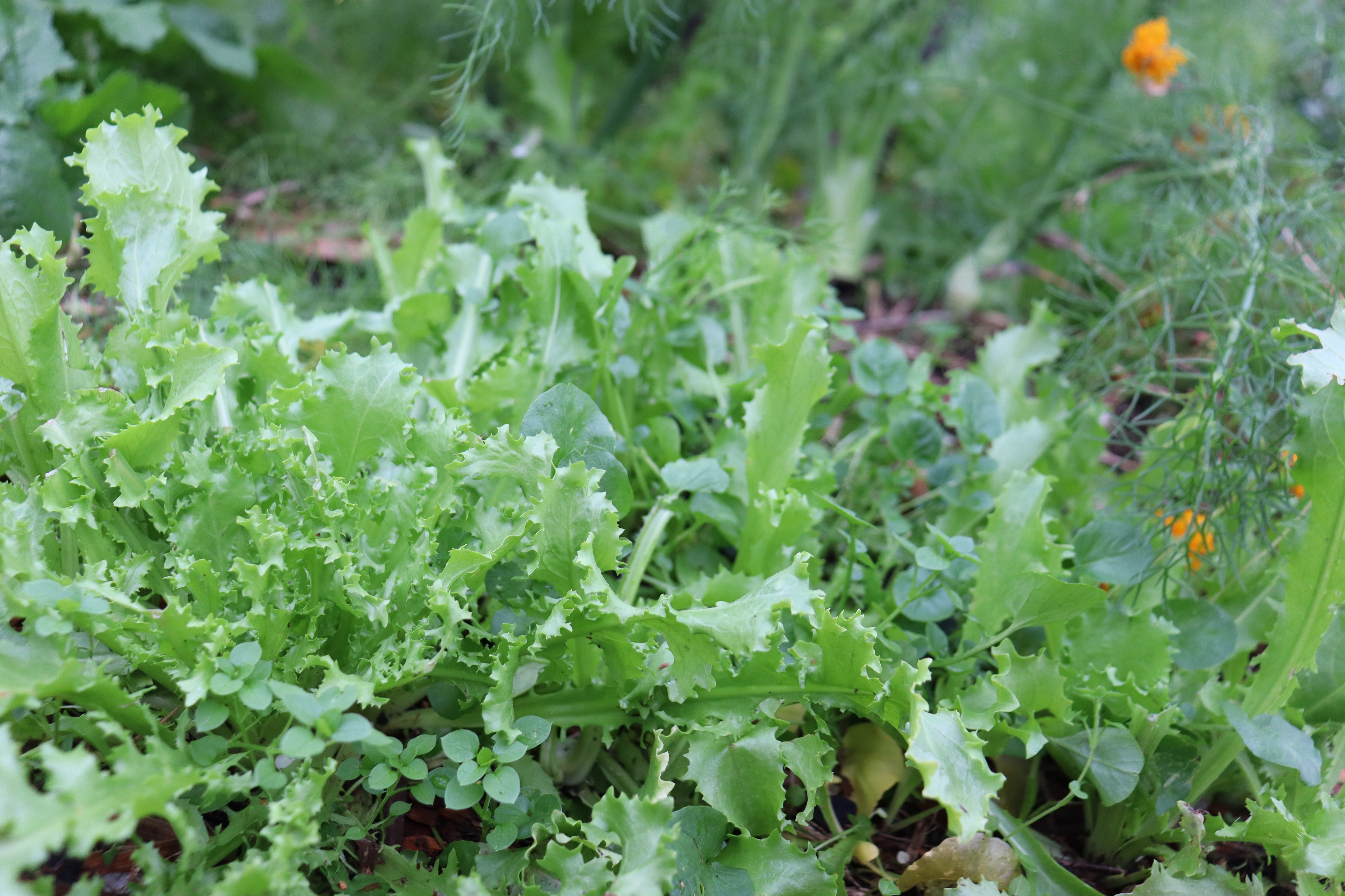 self seeded leafys - endive, cress, chickweed
