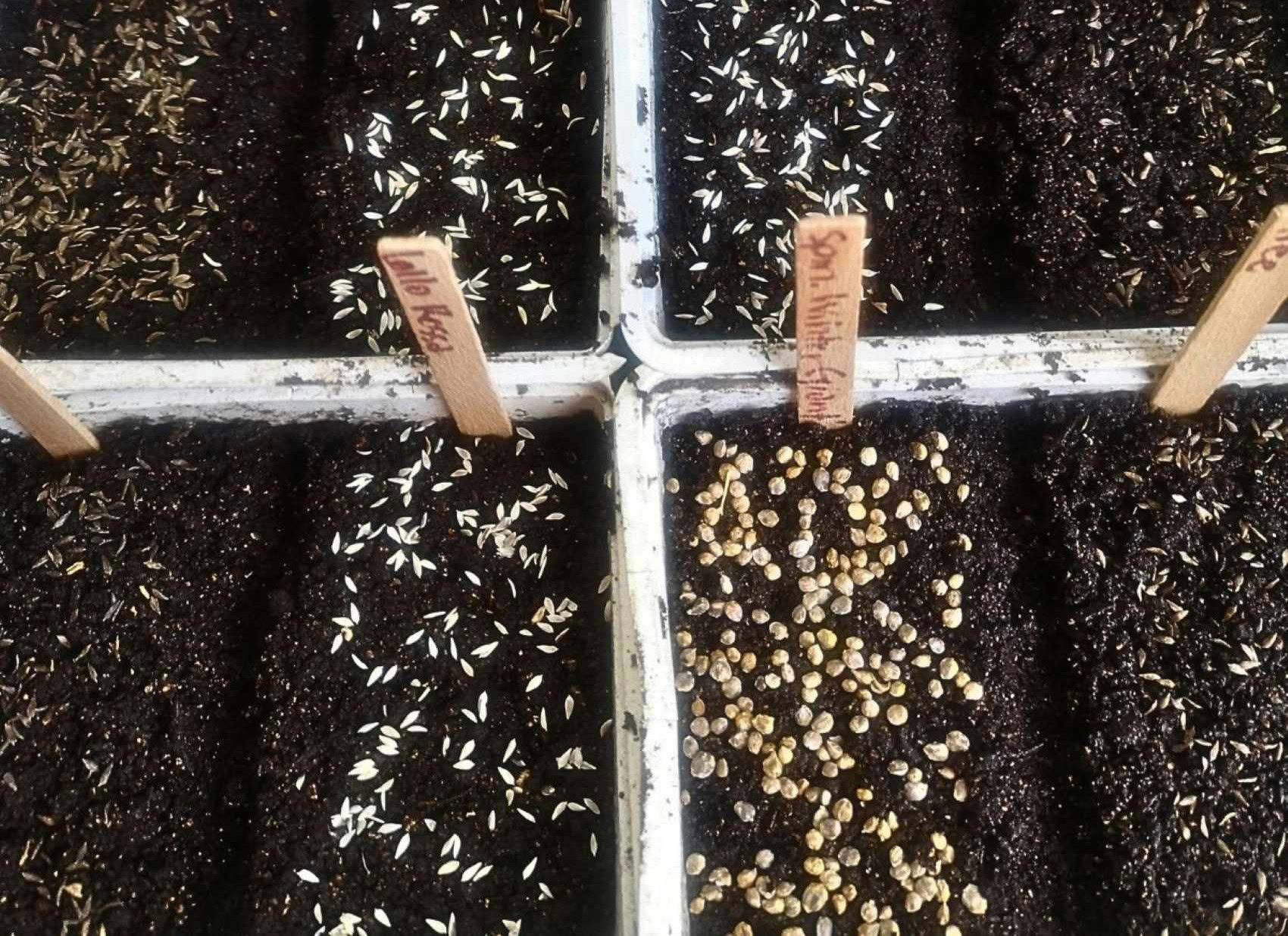 Spring Seed Raising with Setha