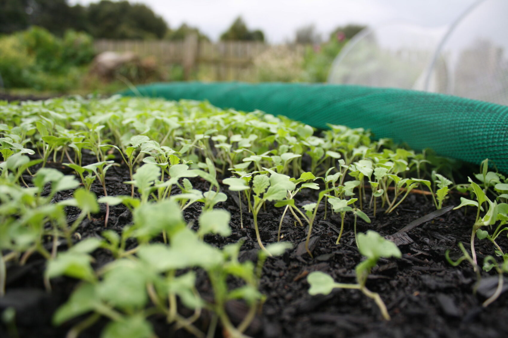 July In The Vegie Patch + Chooks In The Greenhouse