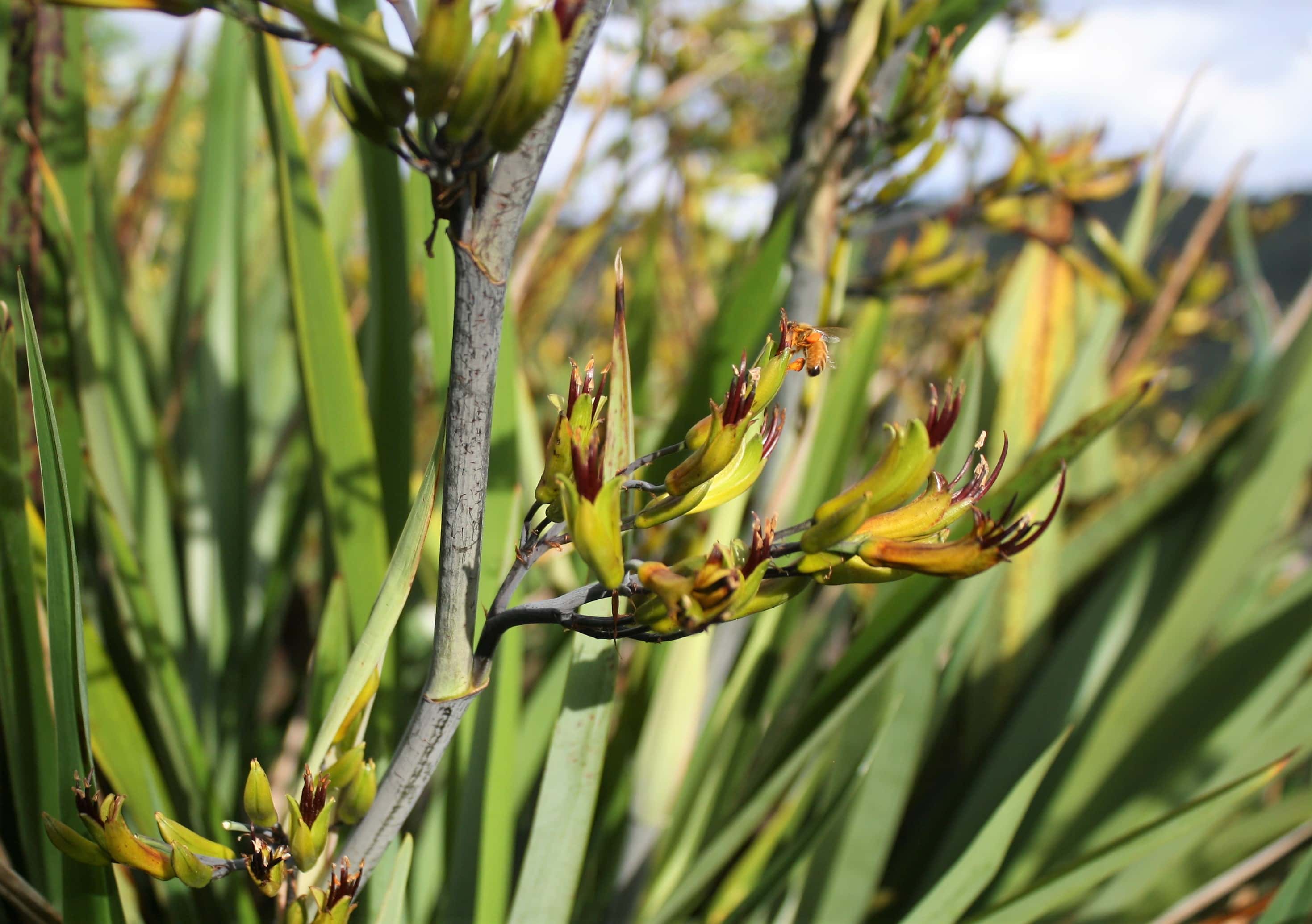 A bee collects pollen from an Emerald Gem flax