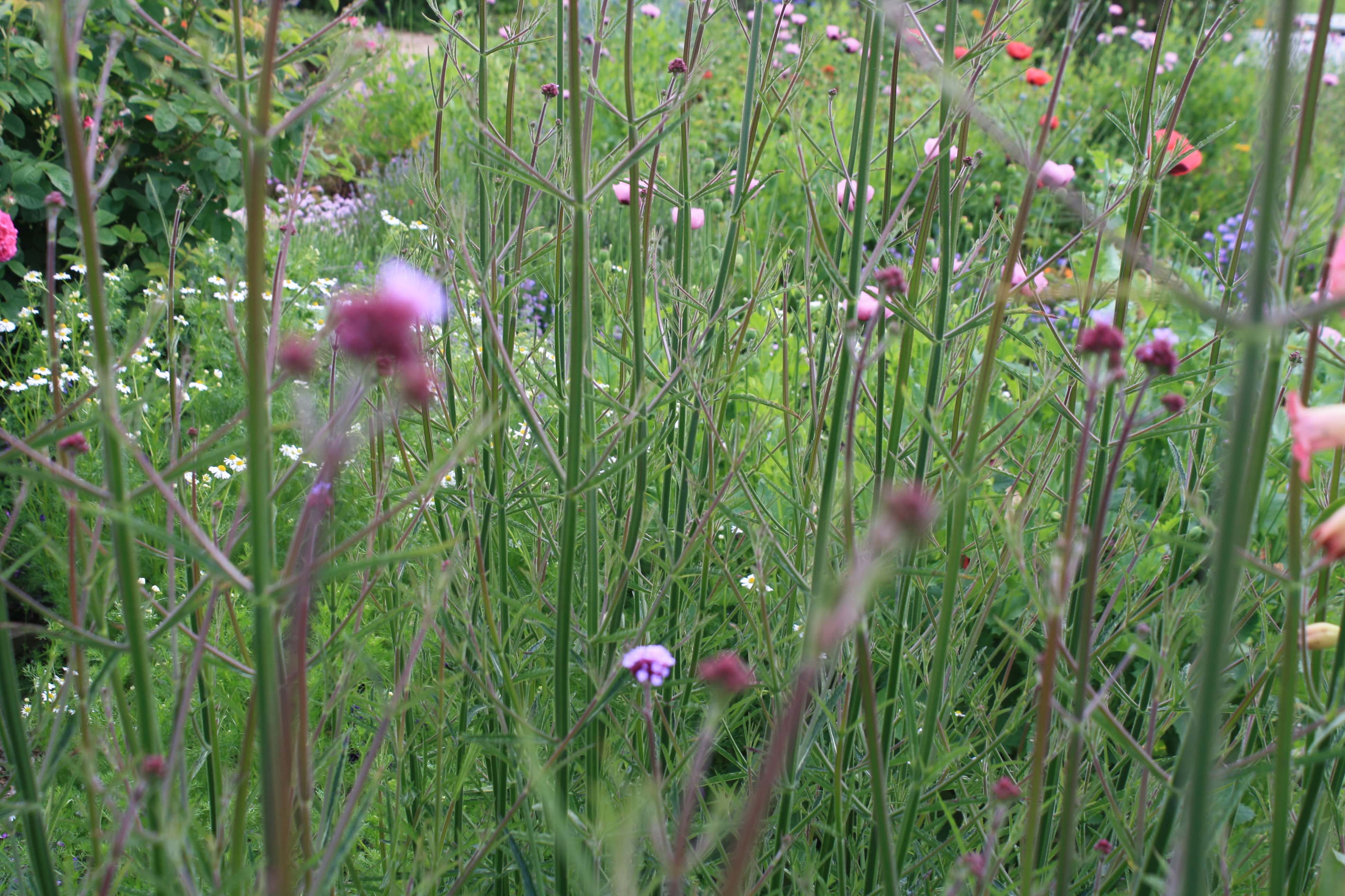 Verbena bonaresis around the edge of the vegie patch helps shelter