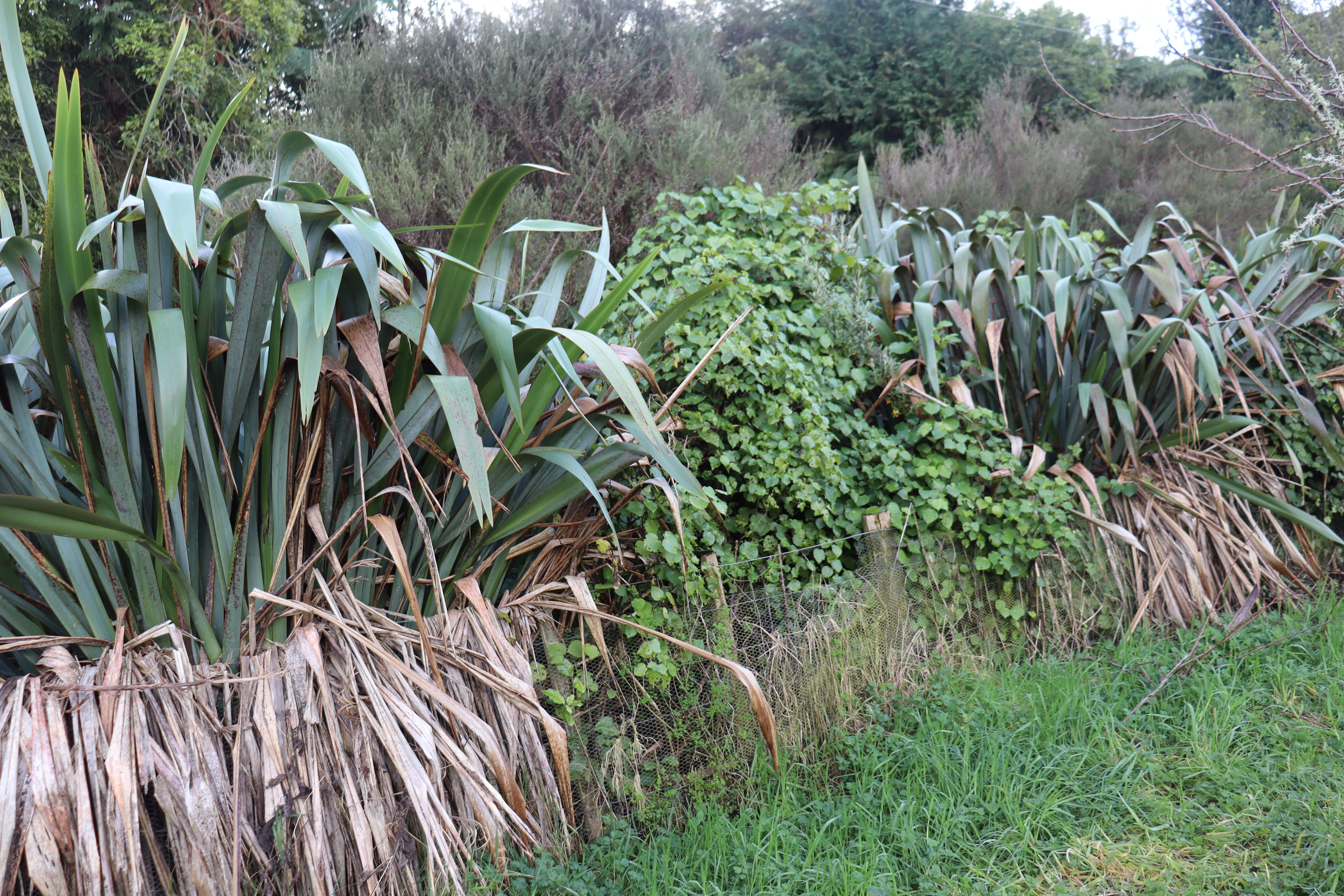 Flaxes Kawakawa and Manuka make a low growing easy care shelter shelterblet