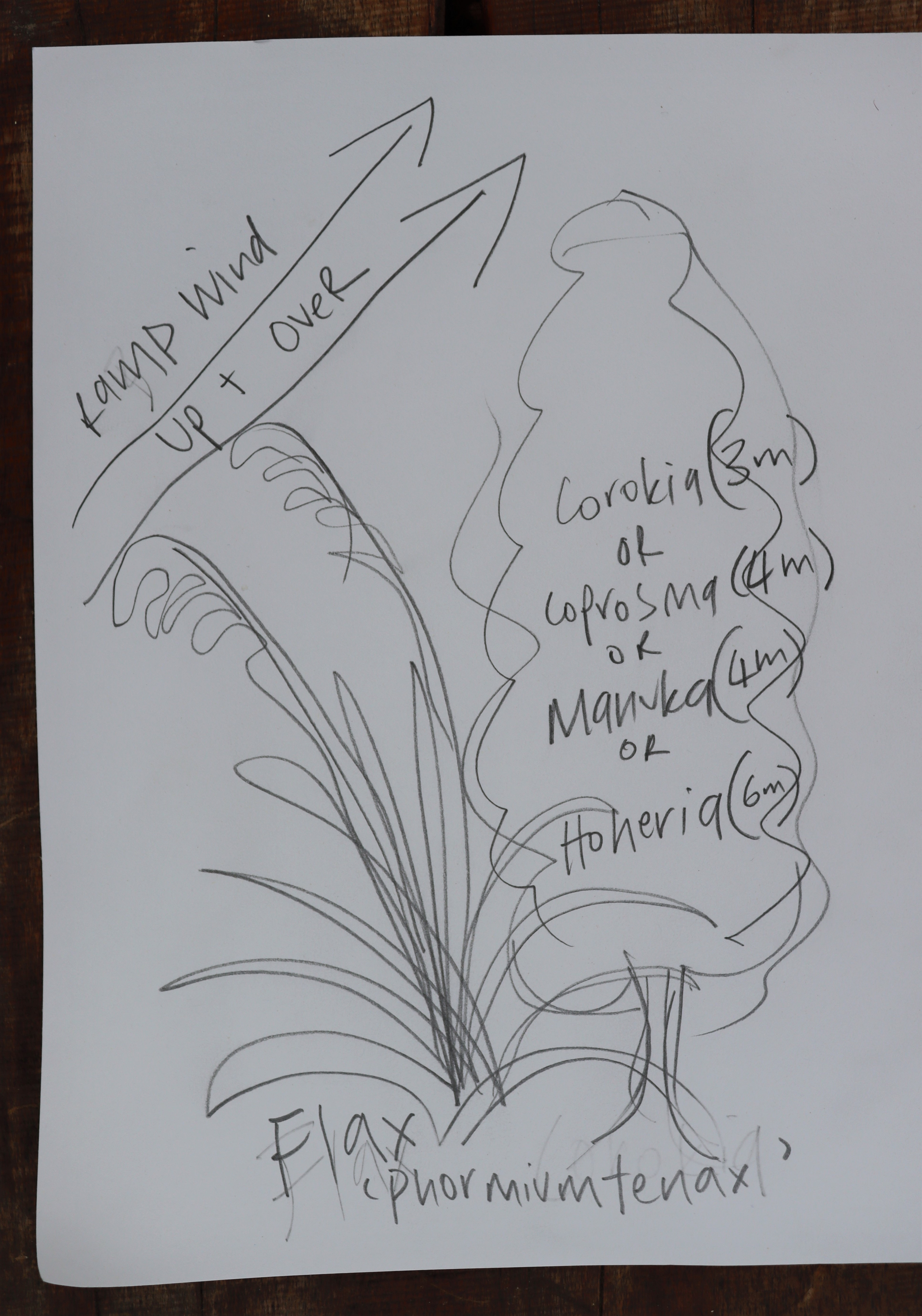 sketch showing how to ramp the wind up with plantings of flax and corokia