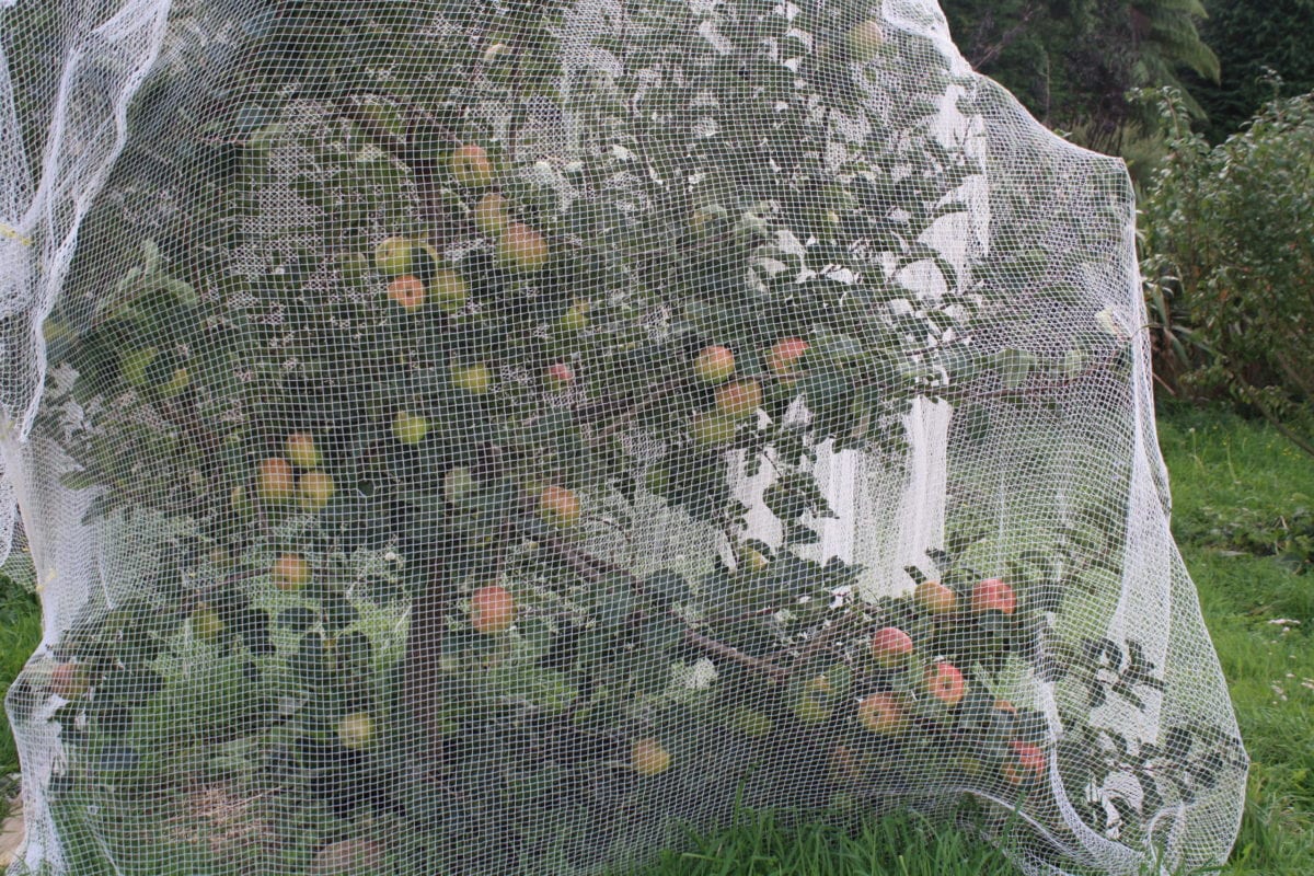 small trees are easy to birdnet