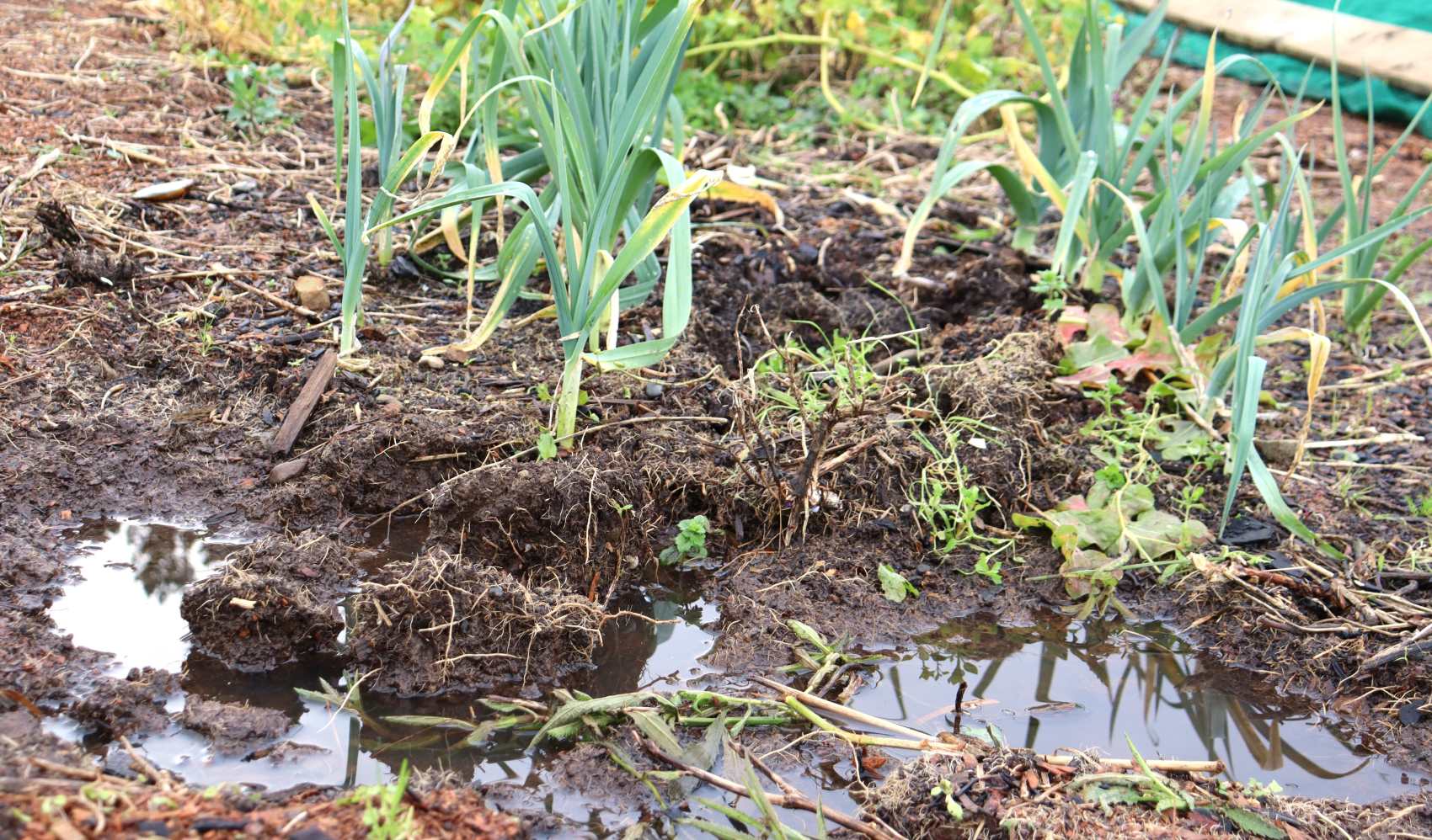 Standing water in the vegie patch - the water comes from the greenhouse roof. It needs a gutter