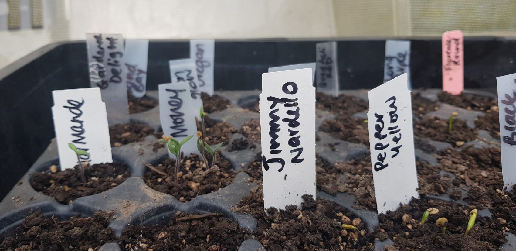 September In The Vegie Patch + Greenhouse
