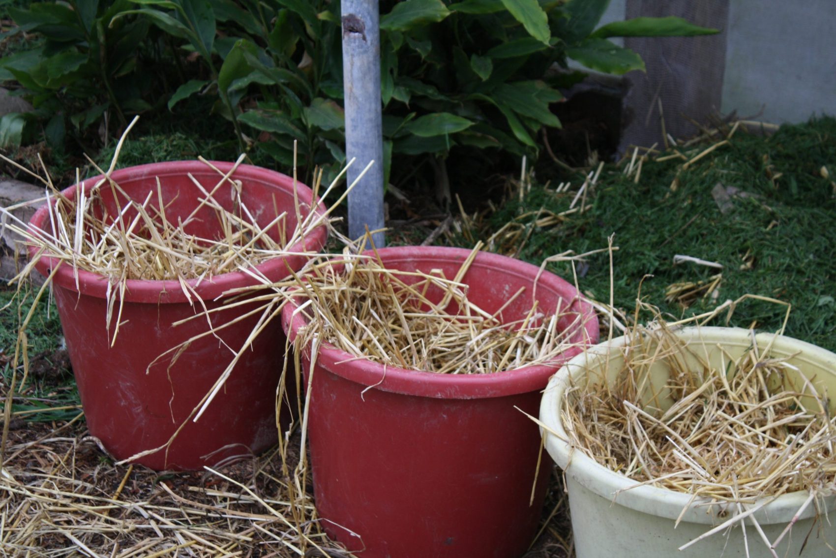 Potatoes are growing in buckets of compost and old straw