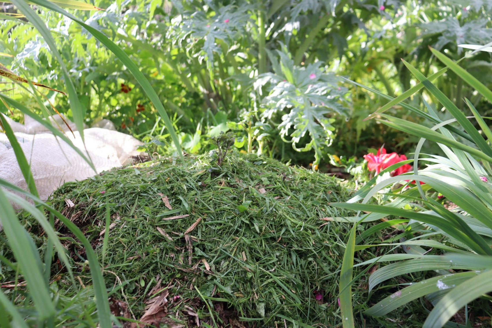 Potatoes starting to sprout through a pile of organic matter