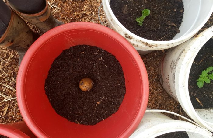 spuds in buckets