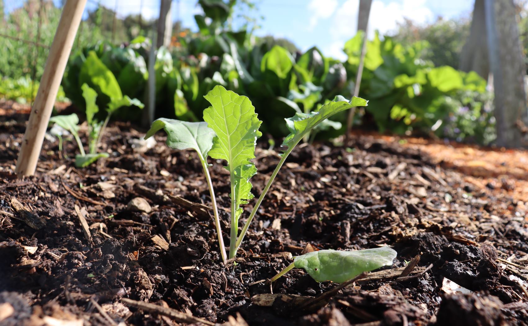 Broccoli seedling in a no dig a la charles bed