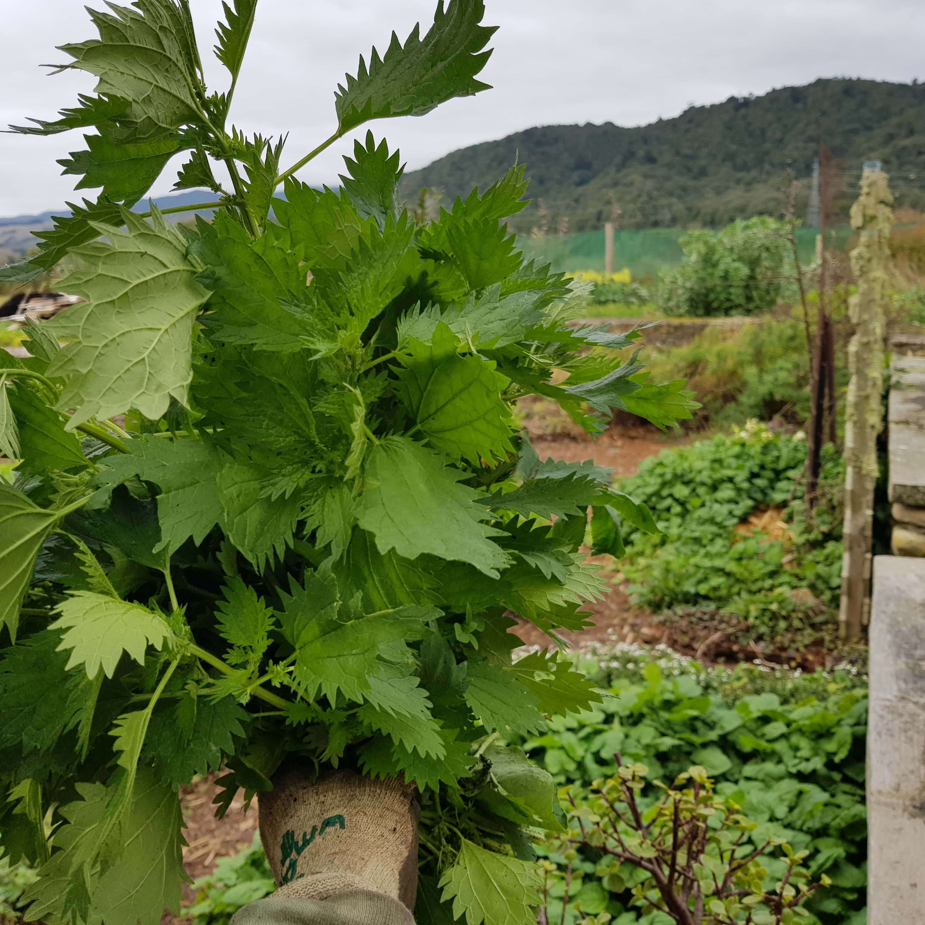 stinging nettle for nettle tea edible backyard nz