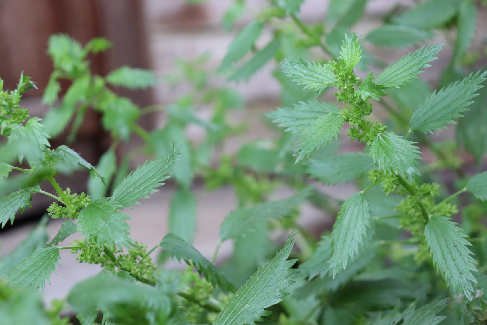 Stinging nettle gearing up to seed