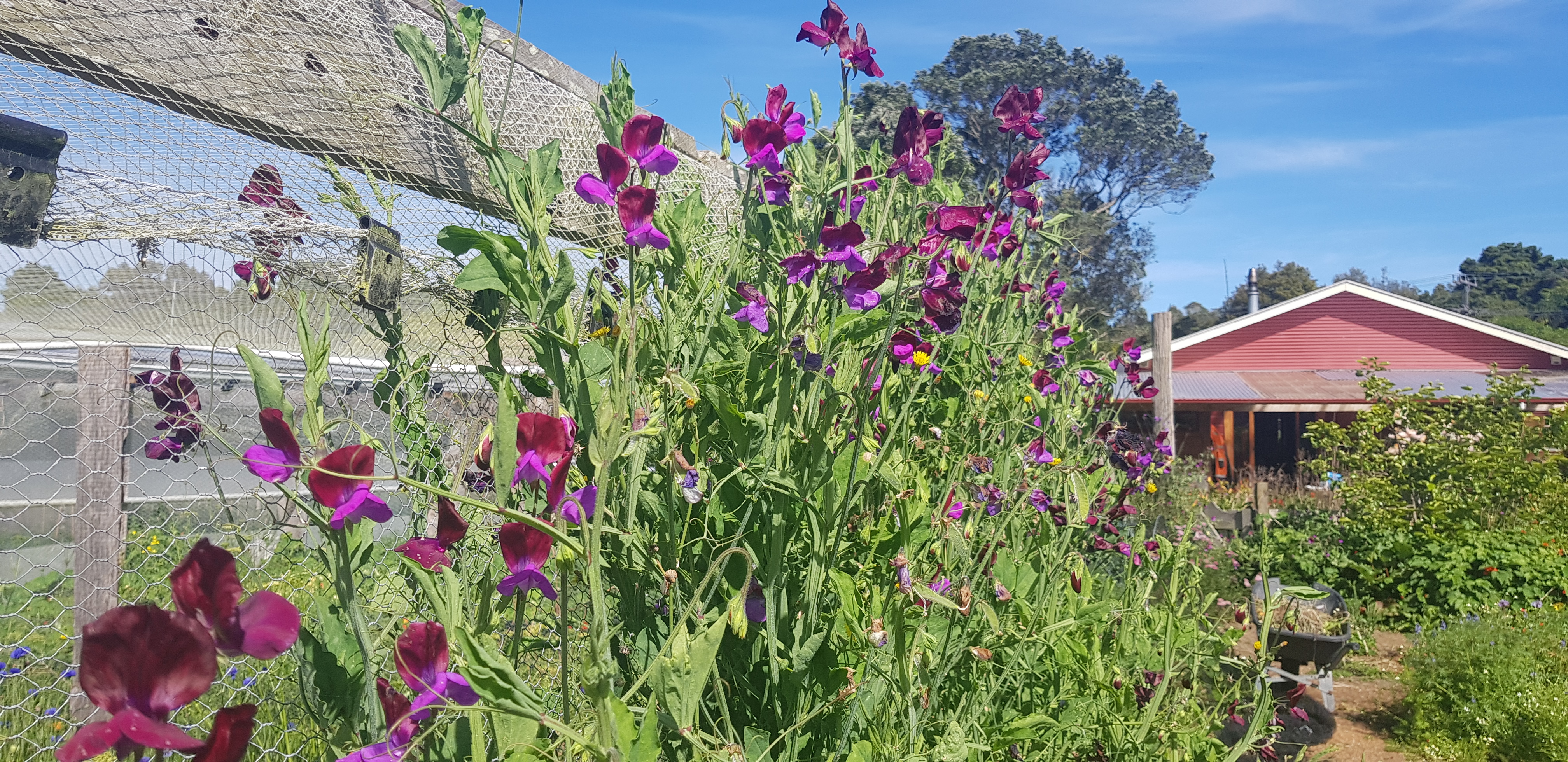 flowering sweetpeas