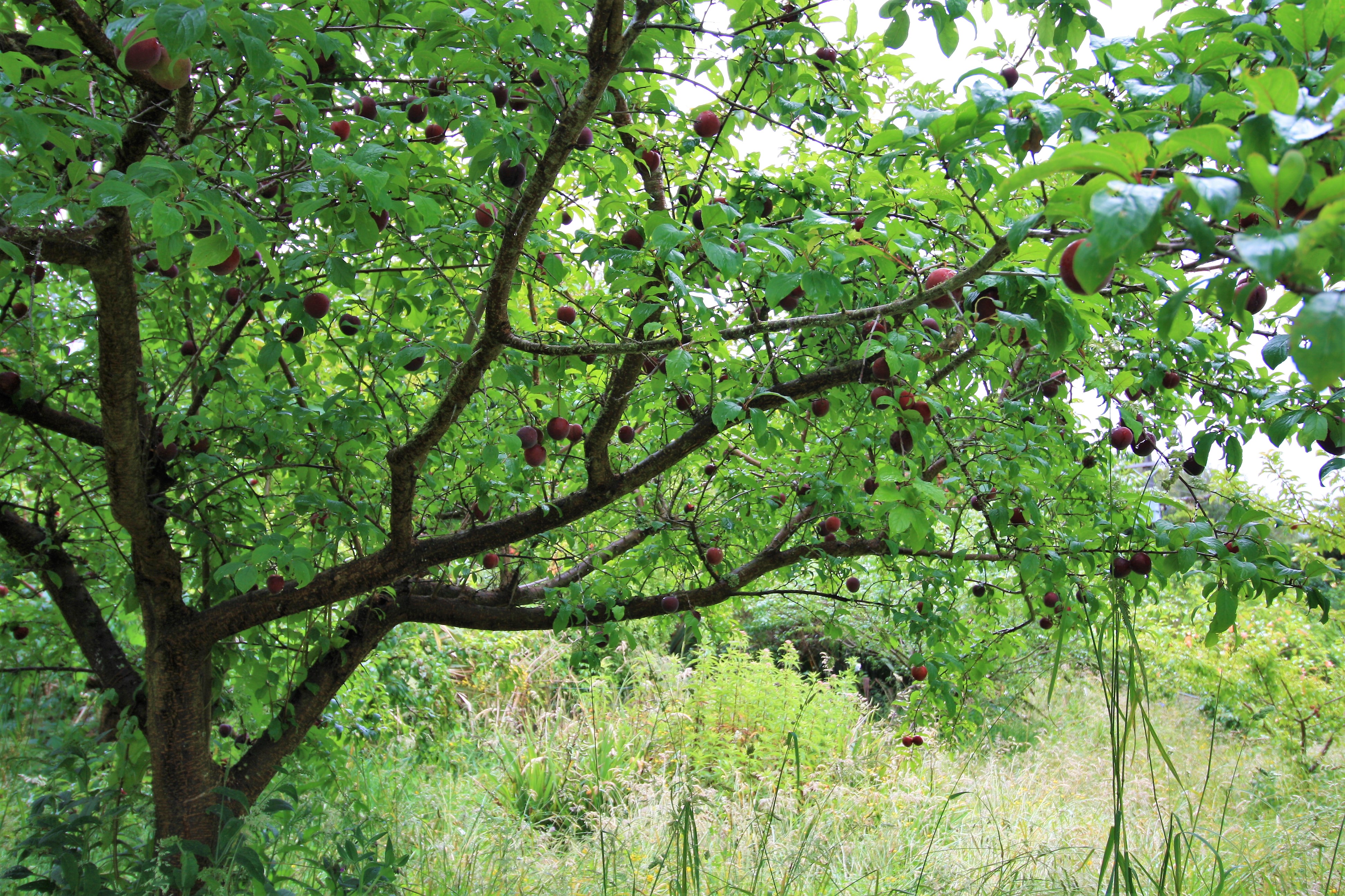tamaki plum fruiting at ediblebackyard