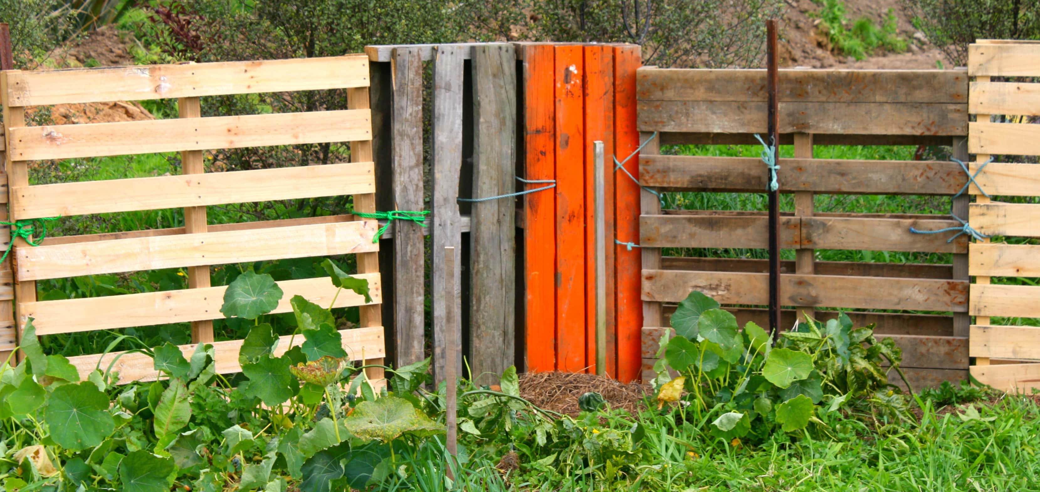 A pallet fence is an really good temporary shelter for young fruit trees