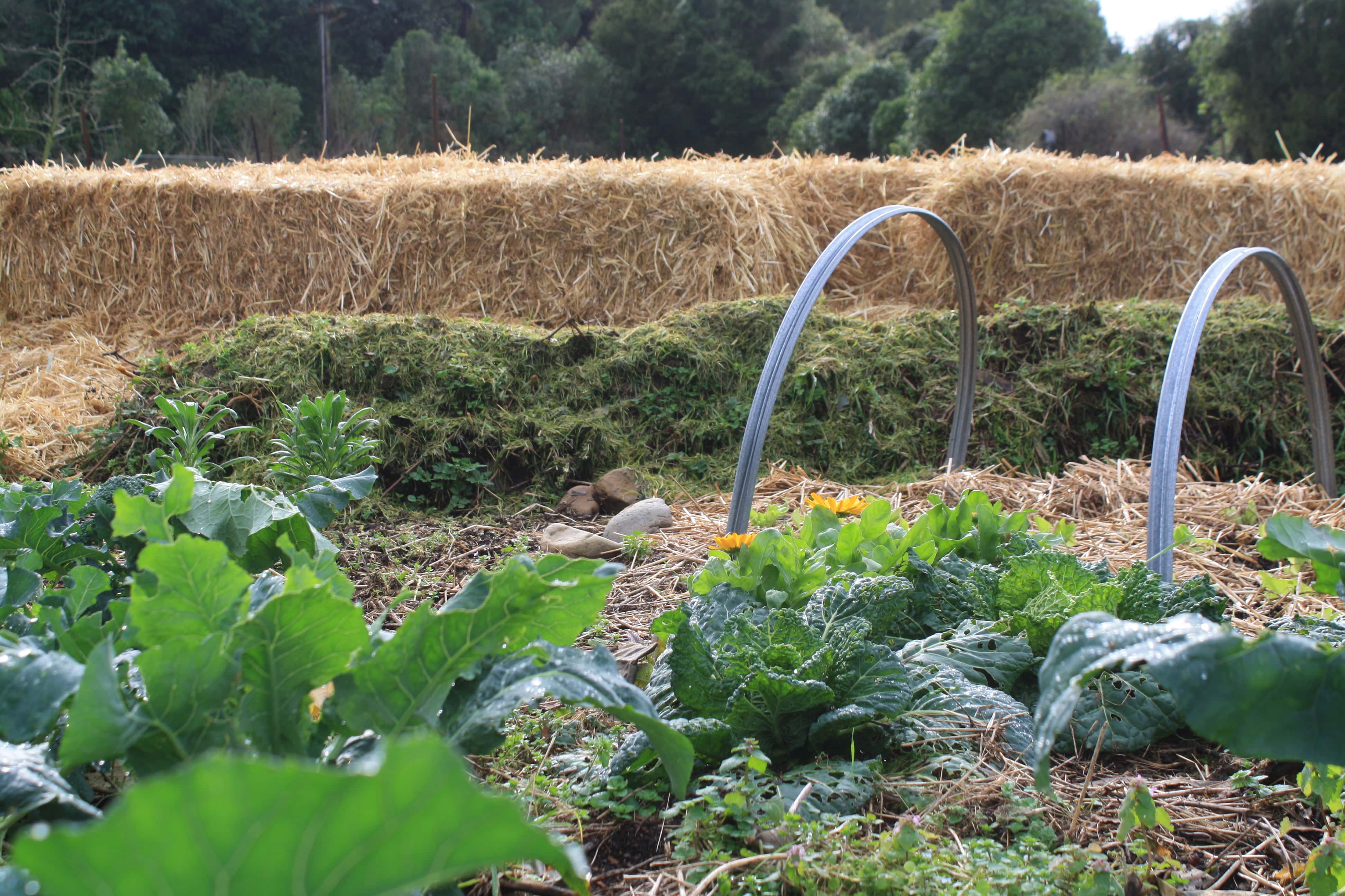 Stacked bales of straw make an excellent temporary shelter for vegetable gardens