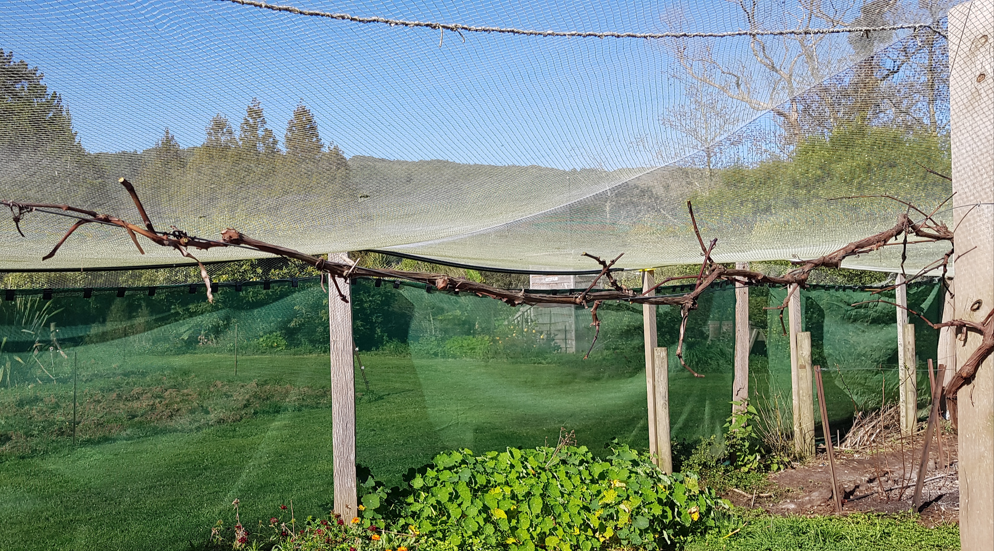 The grape after pruning