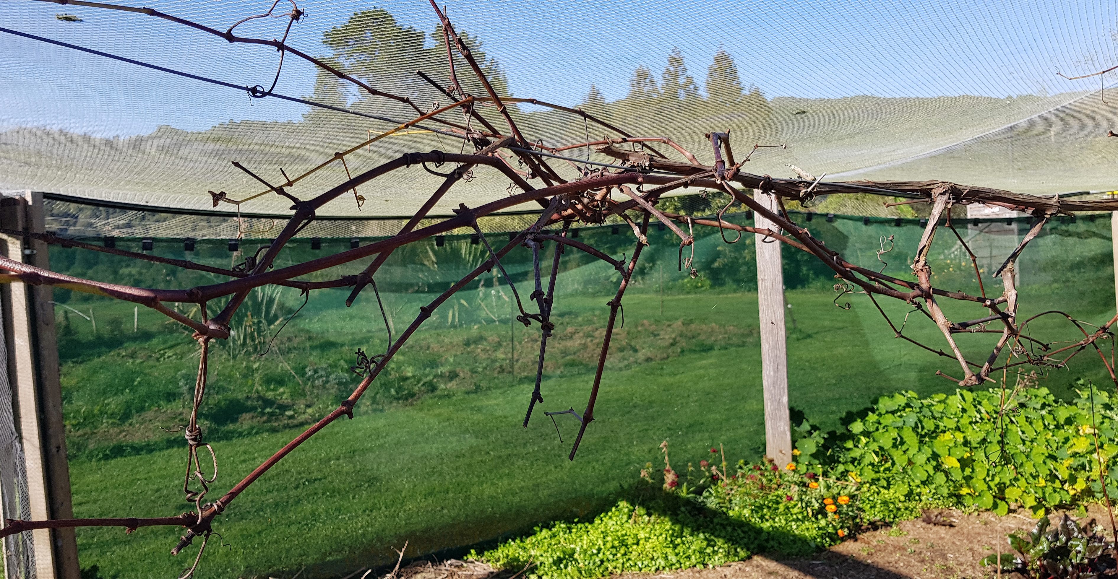 The grape before pruning