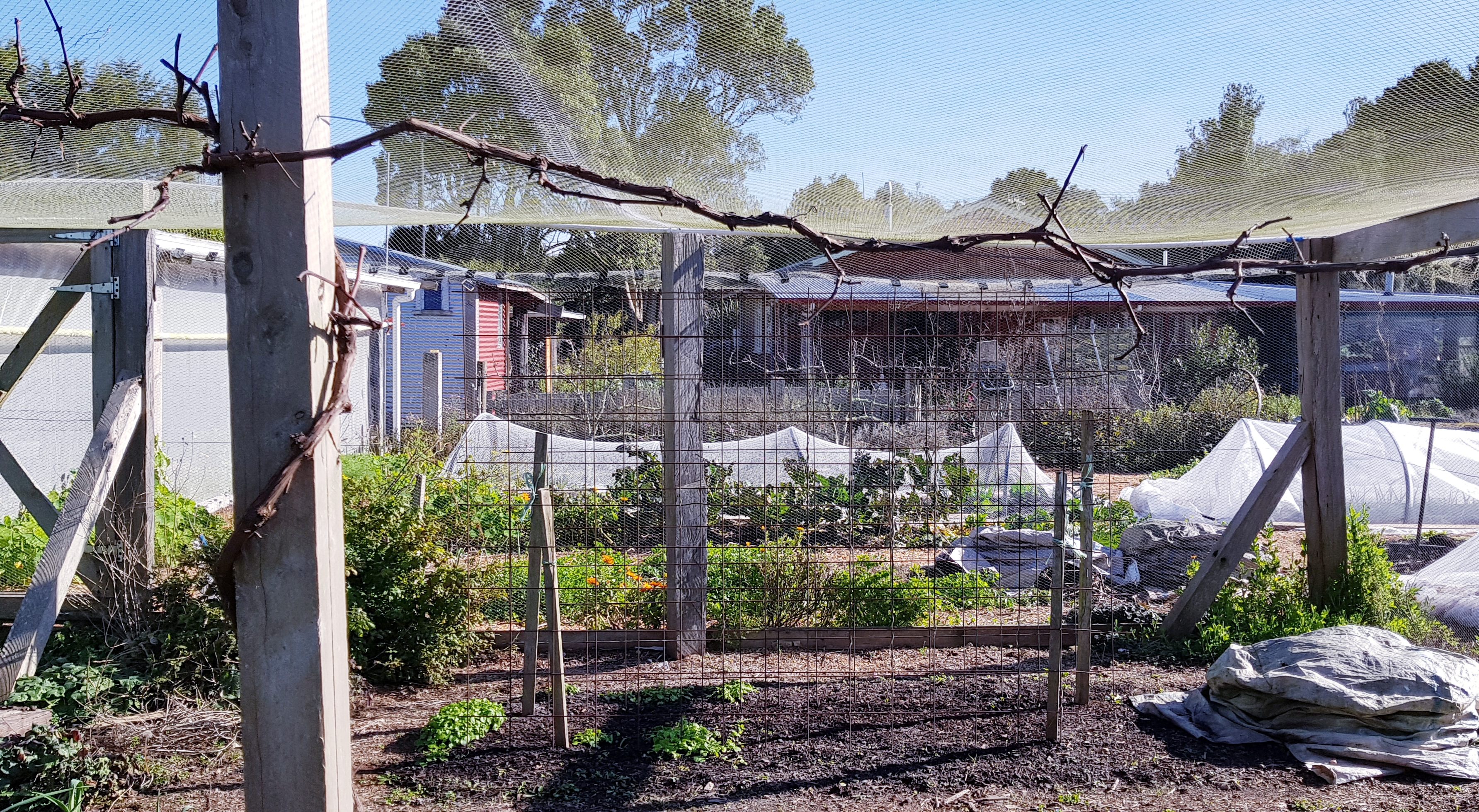 The grape is pruned - 1 leader and 2 cordons