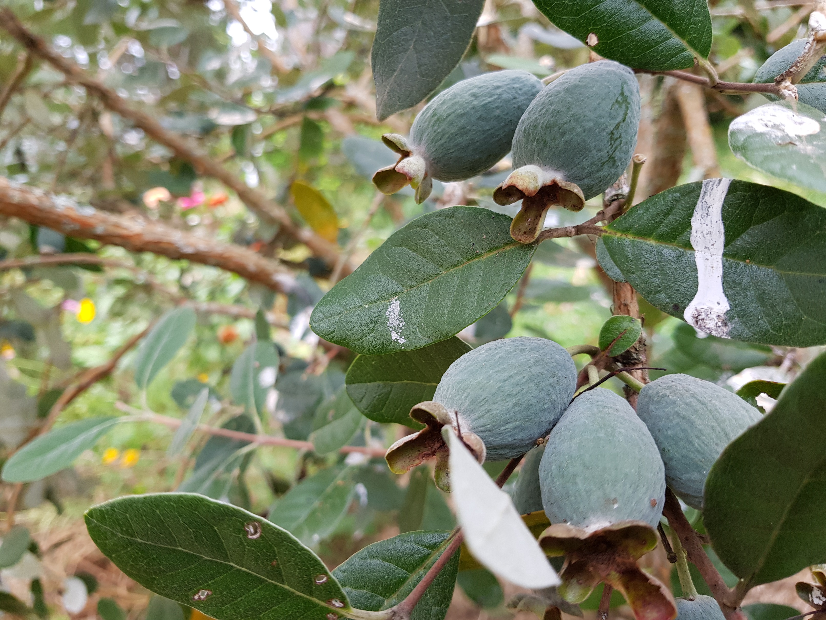 Feijoas are too cluttered the fruit needs thinning