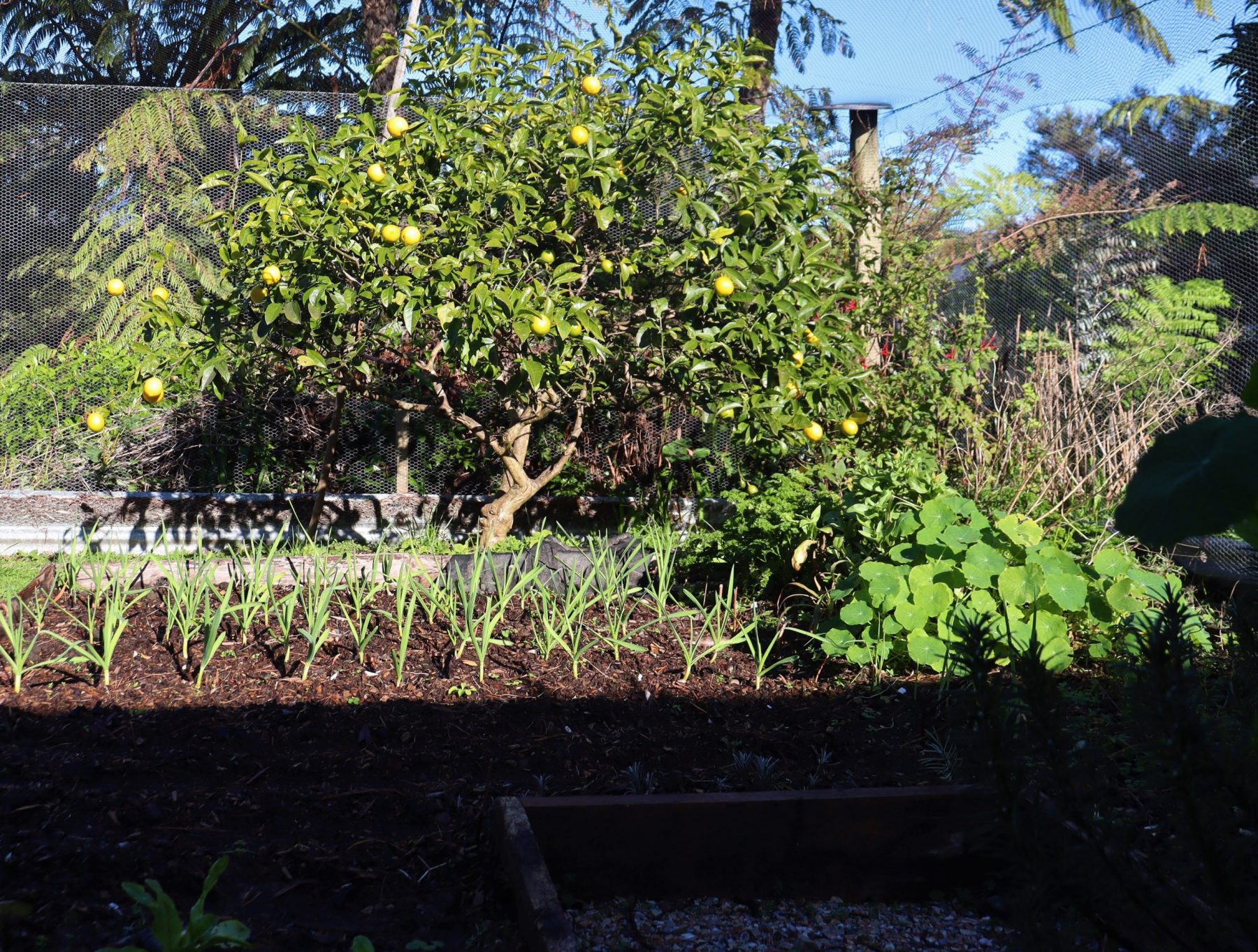 This lemon sits nicely in the winter sun, just avoiding winter shade
