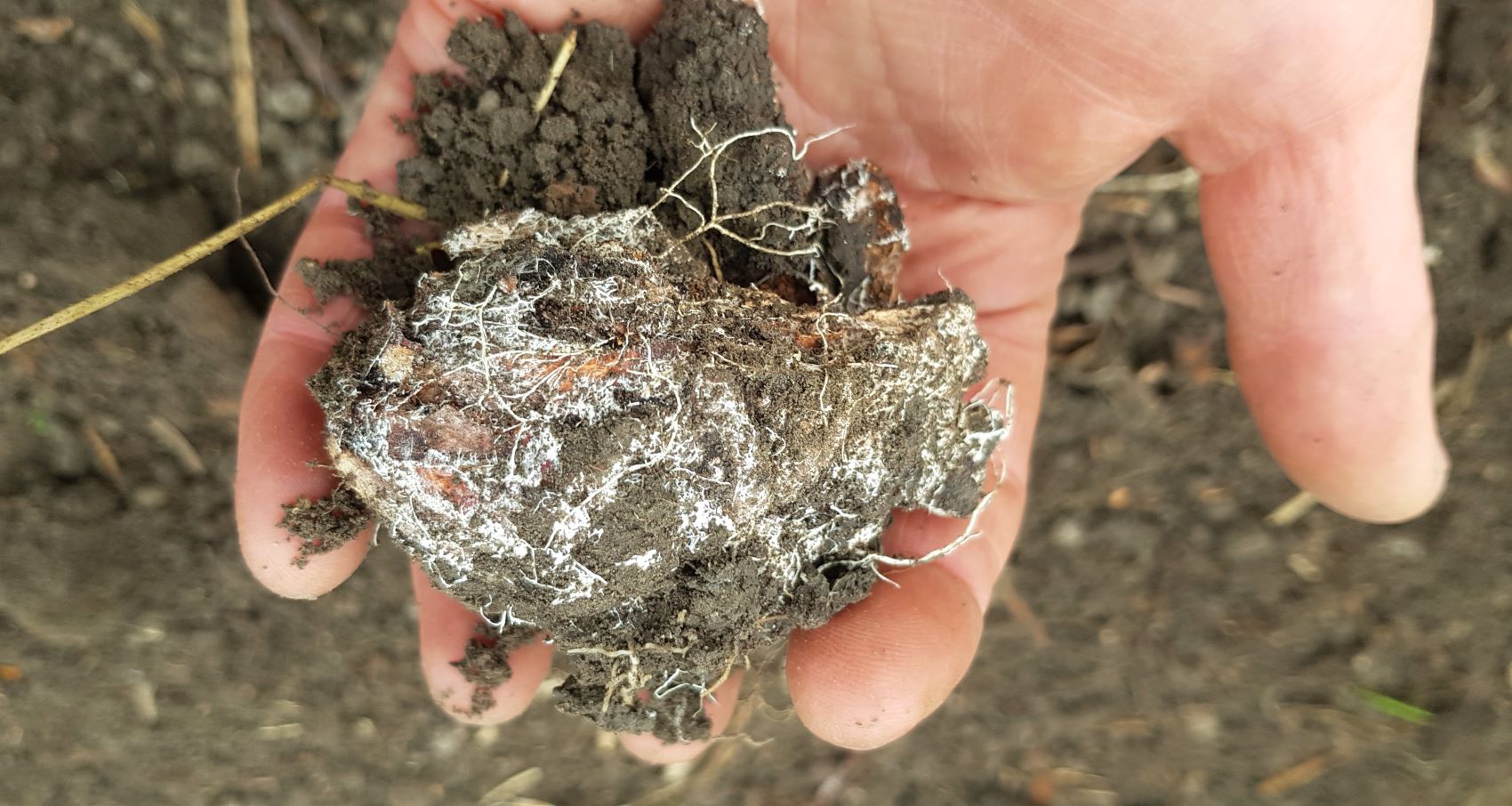 fungal threads on a lump of compost