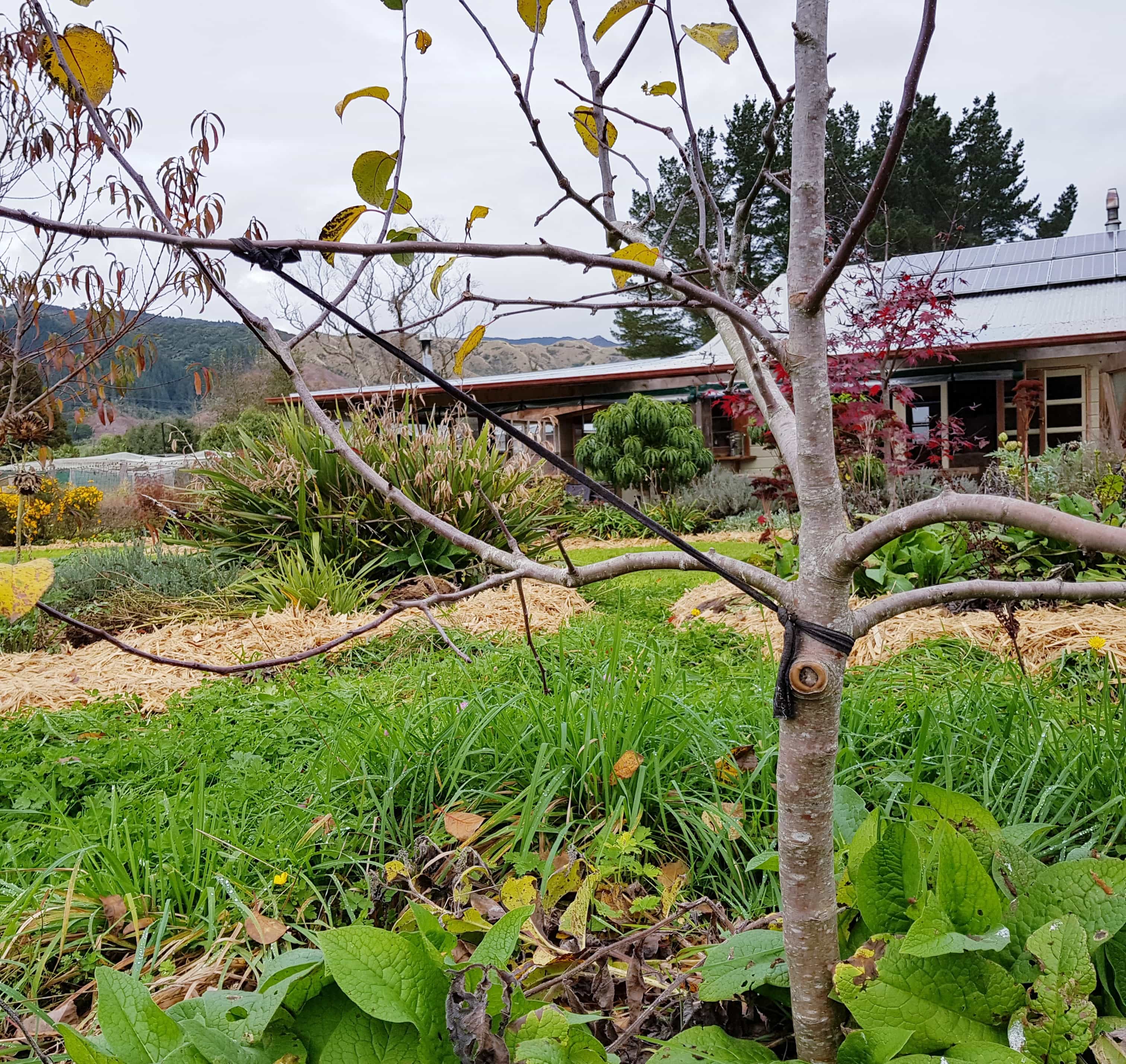 September Fruit Tree To-do List