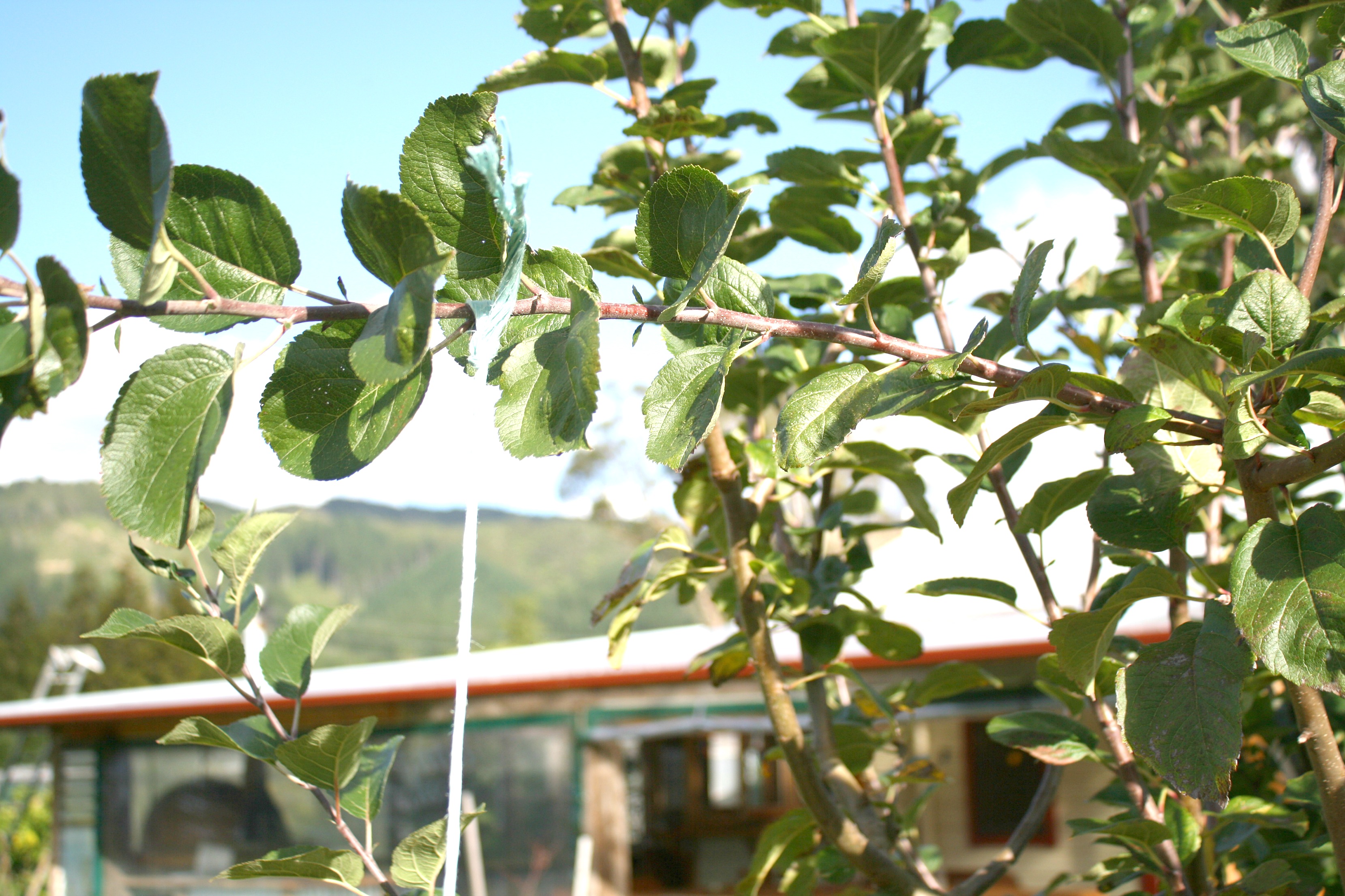 tie a branch down