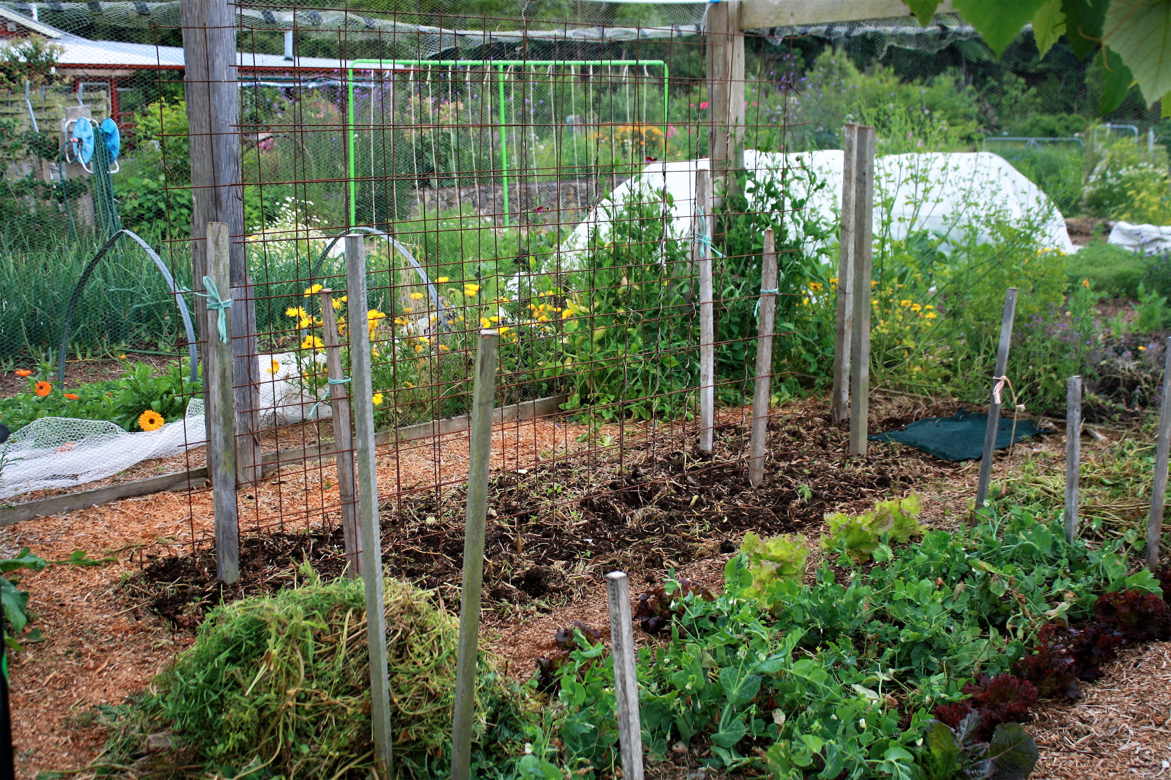 tomato frames are up
